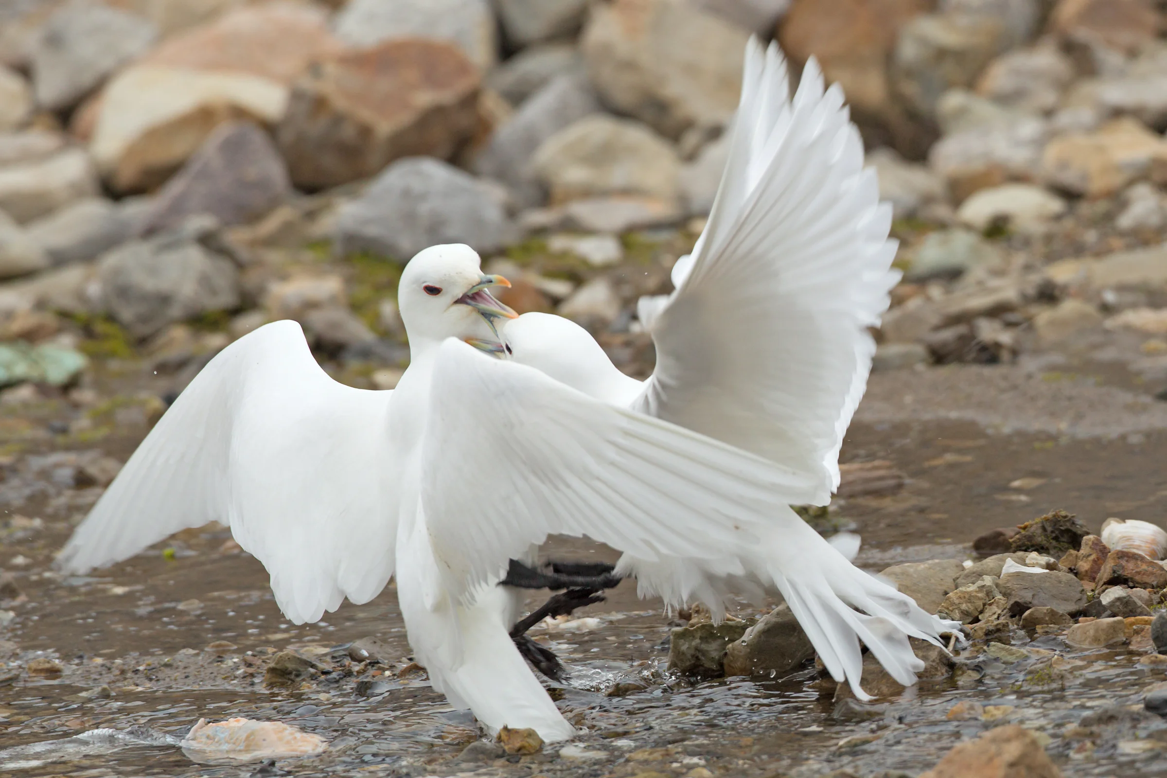 Ivory Gulls, Svalbard July 2012