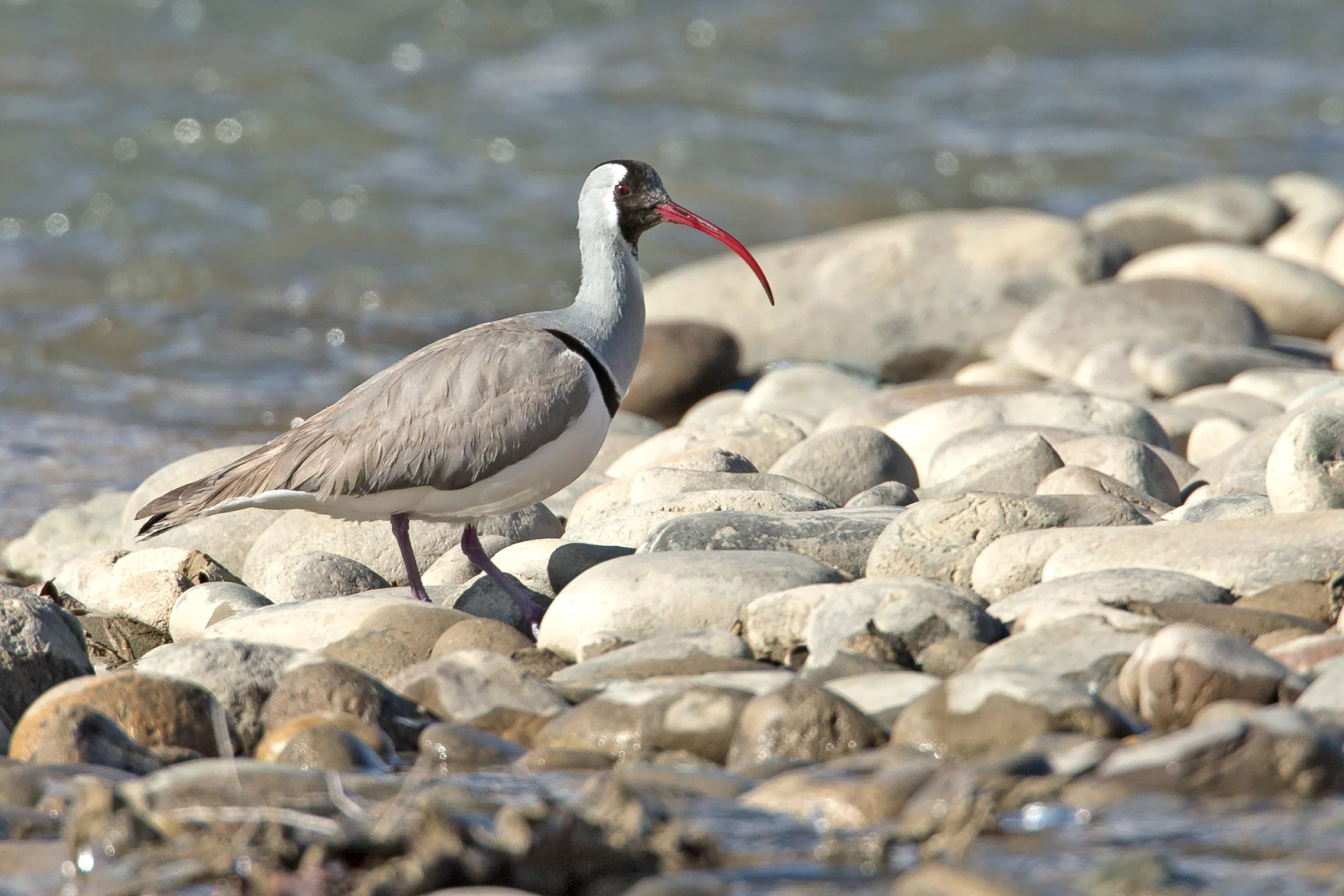 Ibisbill, Ladakh, March 2017