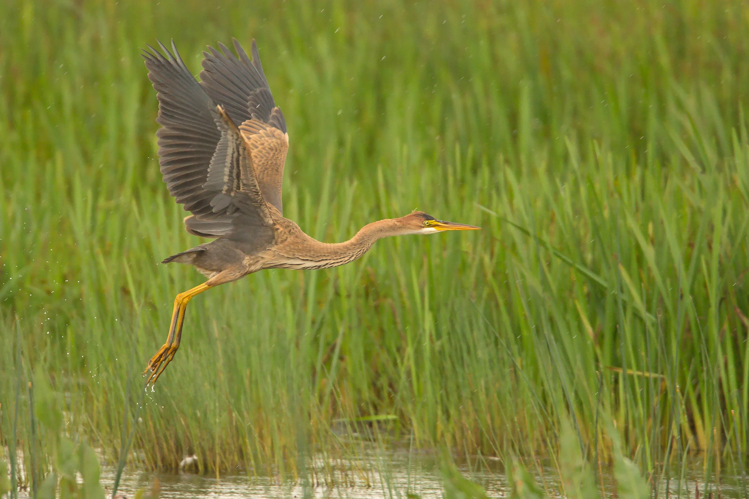 Purple_heron.jpg