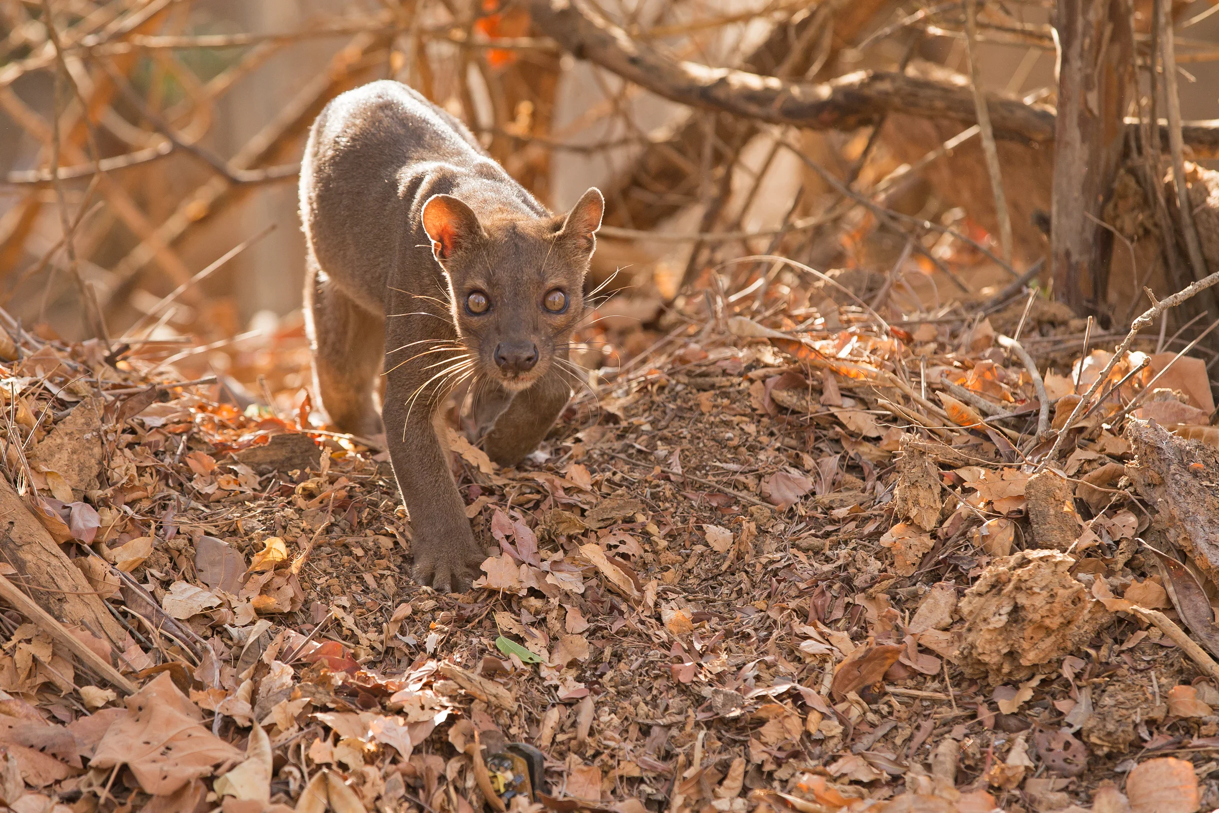 Fosa, Madagascar Sep 2017