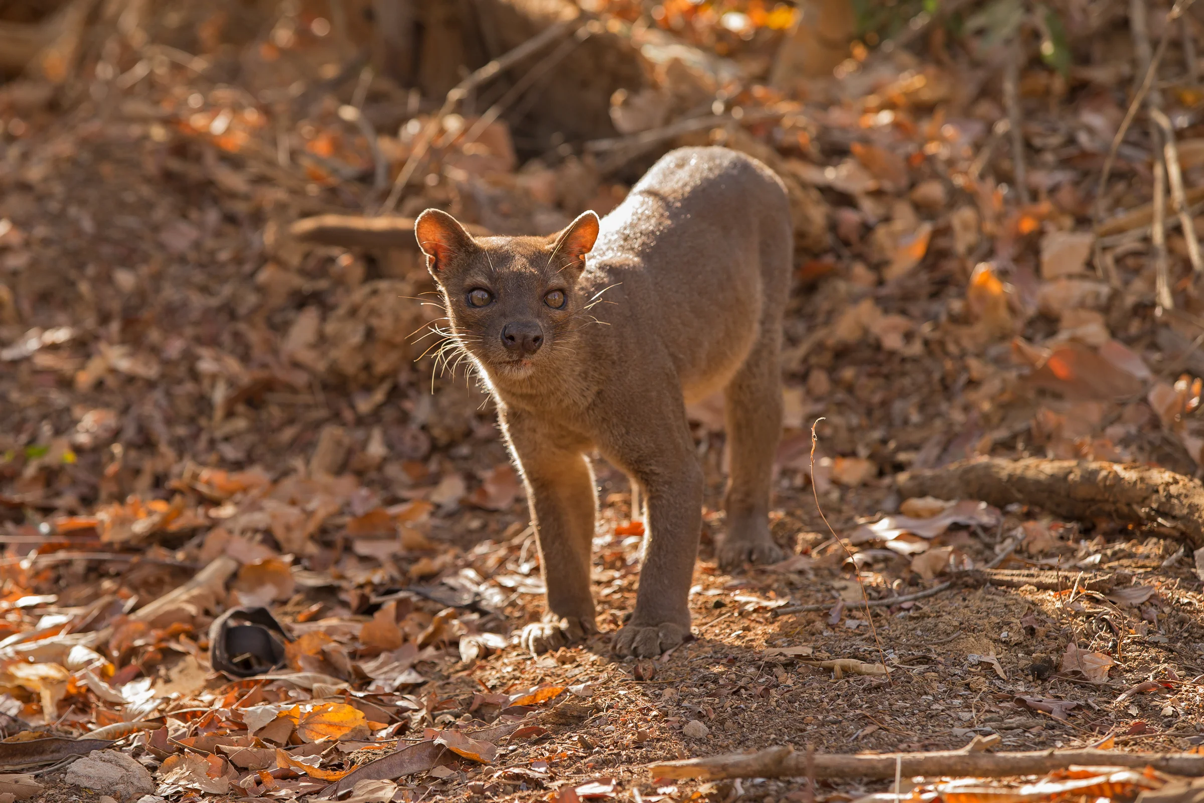The female Fosa again.