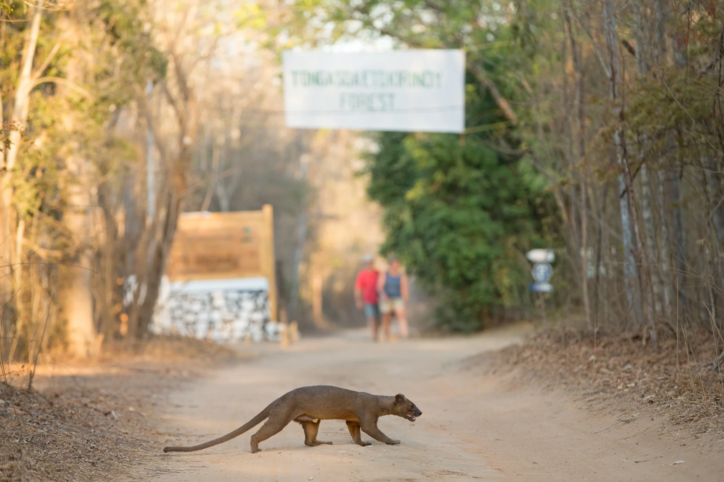 Fosas co-exist with the hordes of vahaza (white tourists) at Kirindy.