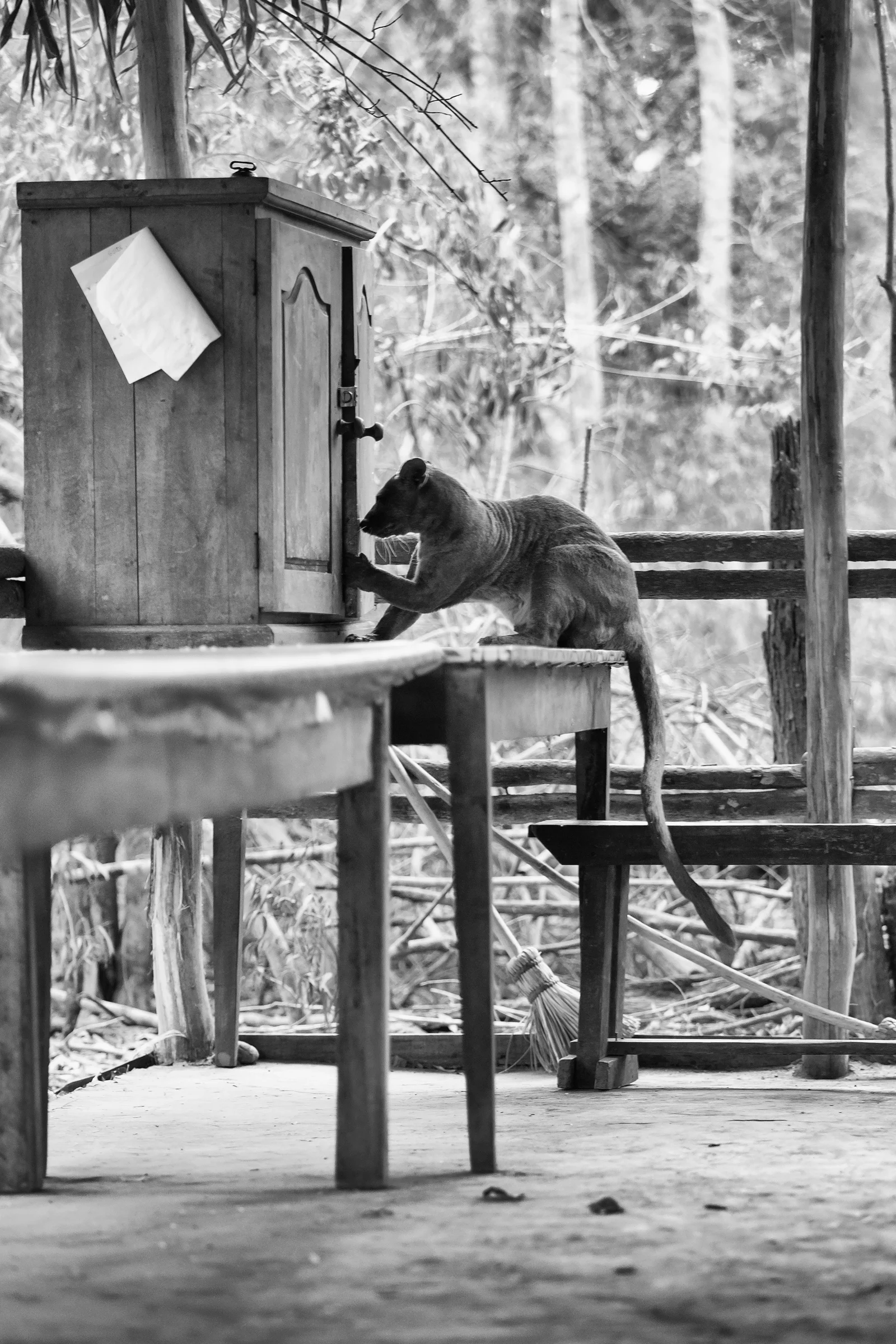 They make themselves completely at home at Kirindy Forest Research Station!