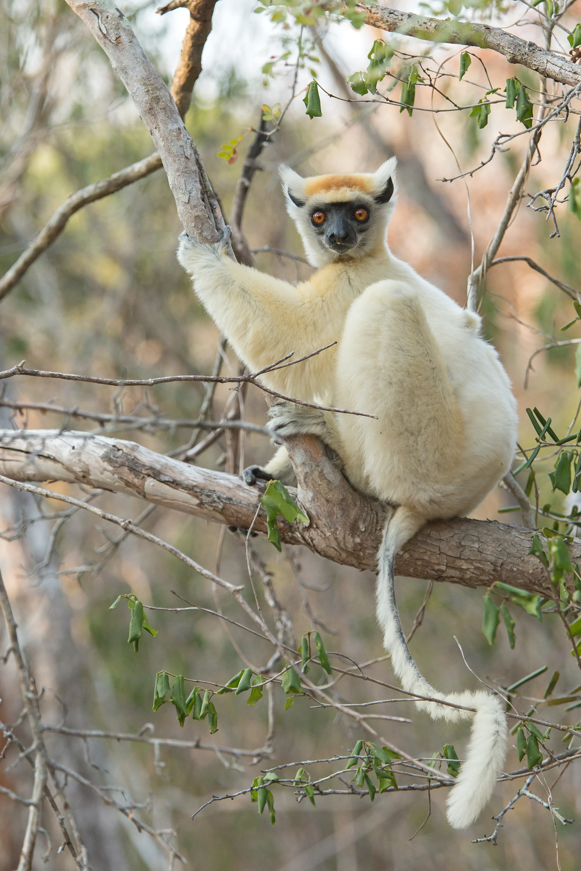 Golden-crowned–Sifaka.jpg