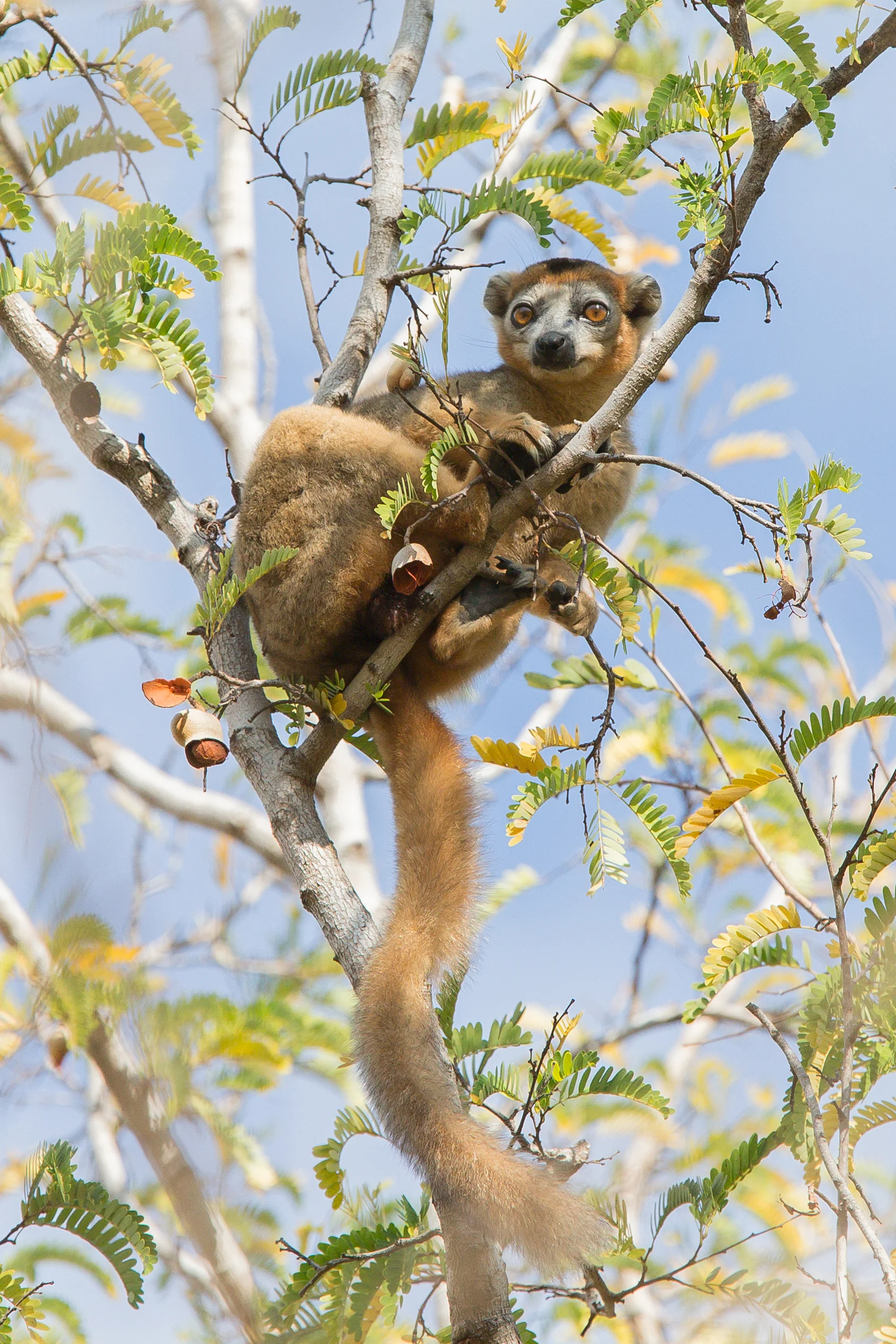Crowned Lemur, from the bathroom!