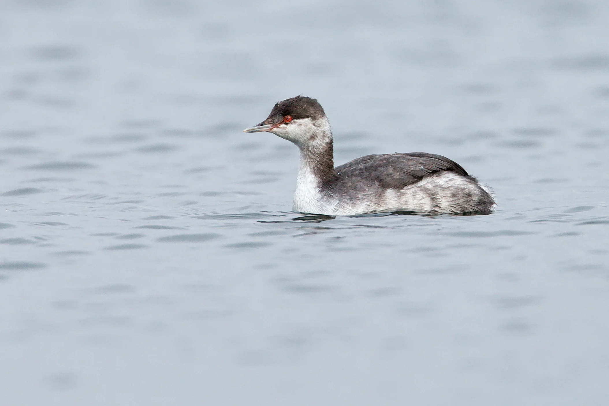 Slavonian Grebe, Alston Reservoirs
