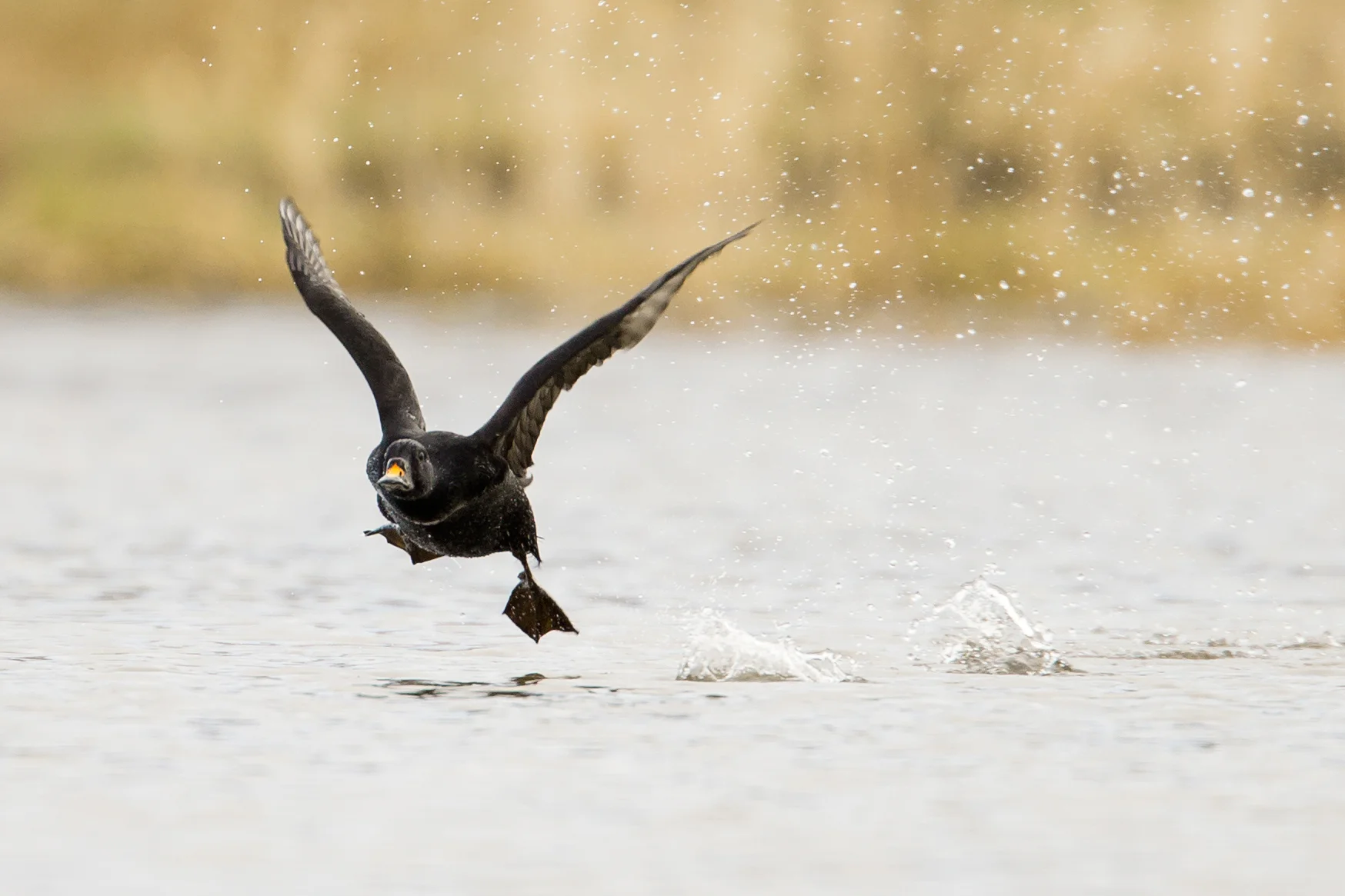 Common Scoter, Barrow Upper Lodge