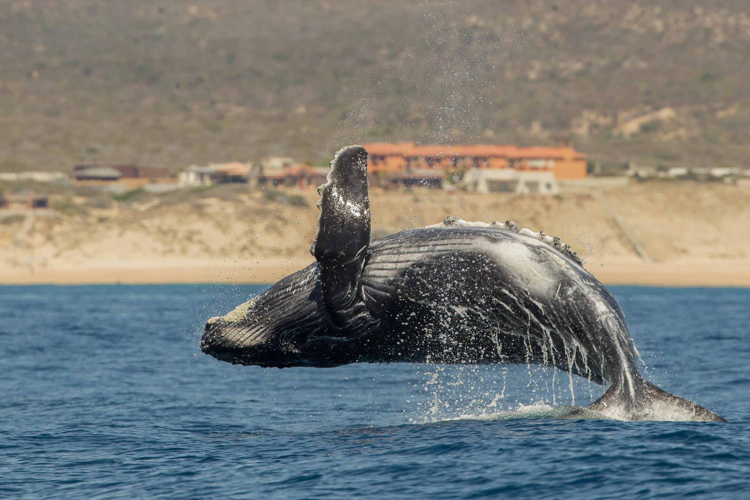Humpback Whale, Baja California Sur, April 2018