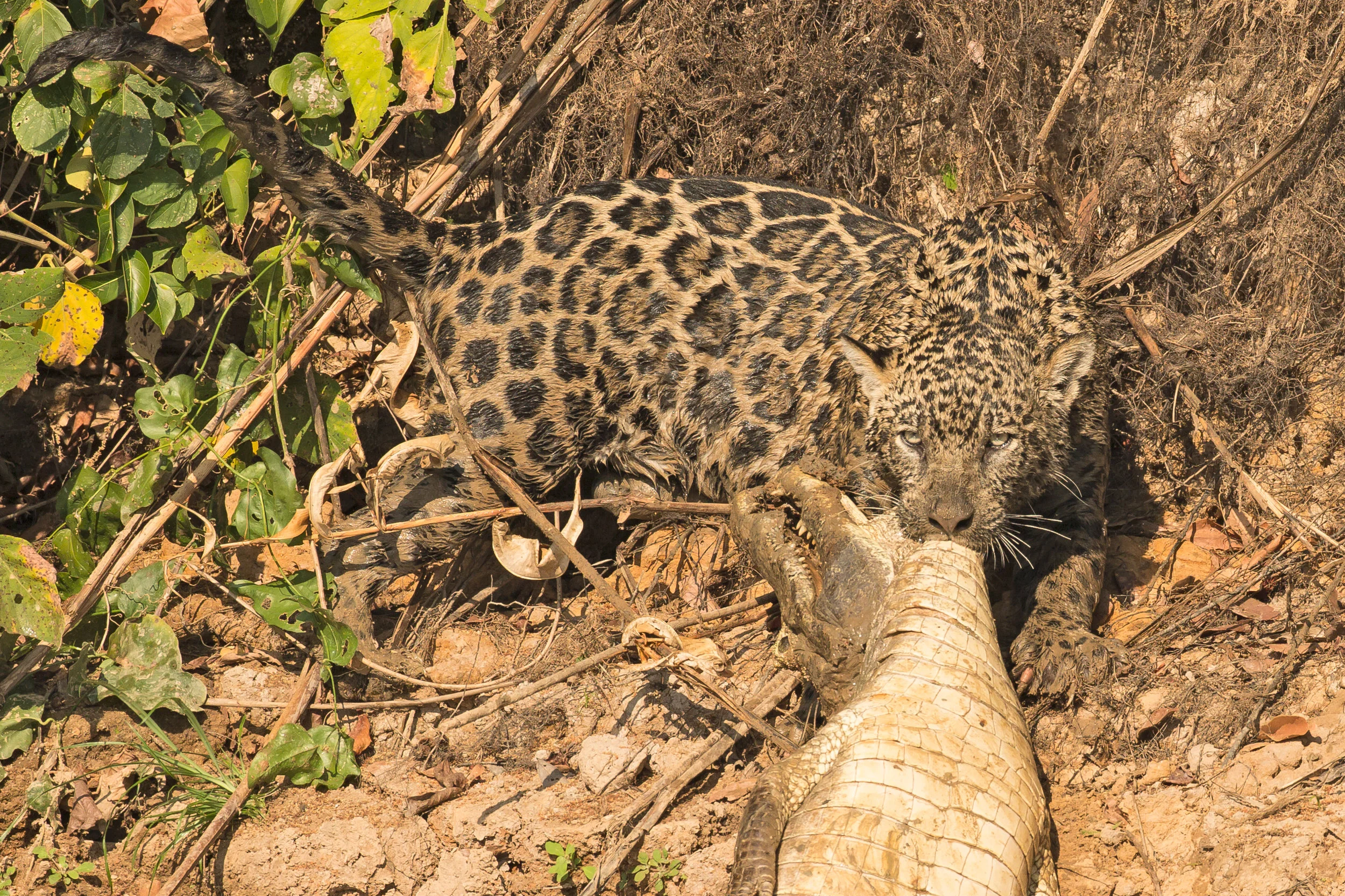 Jaguar and Yacare Caiman, Rio Cuiabá (Mike Watson).