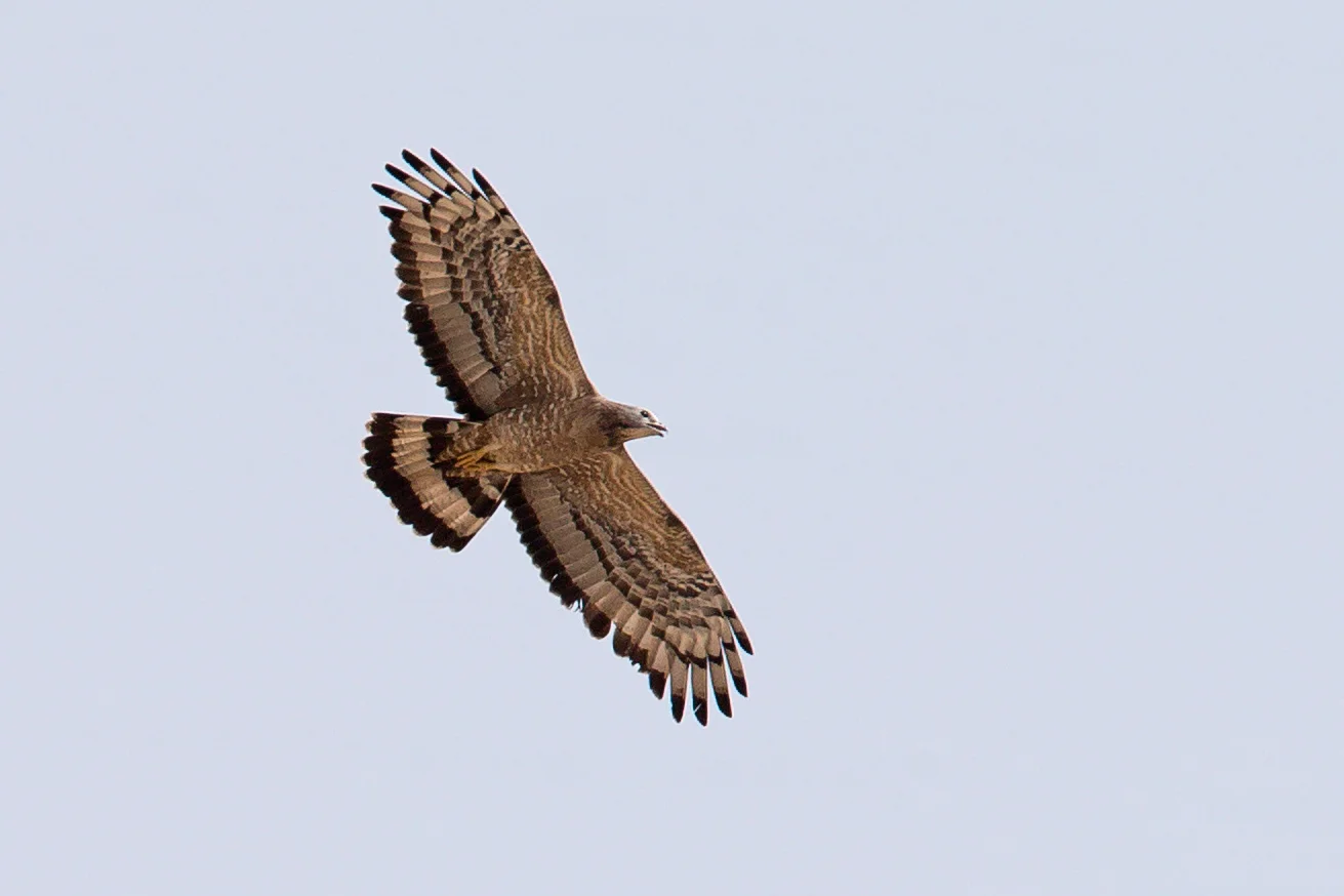 AN6V4465-Crested-Honey-Buzzard.jpg