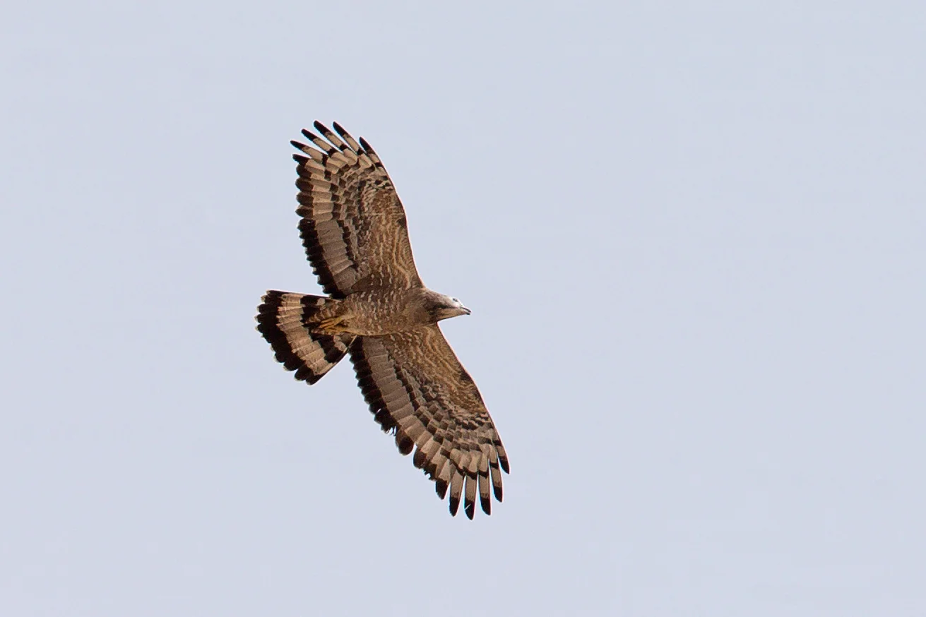 crested_honey_buzzard.jpg