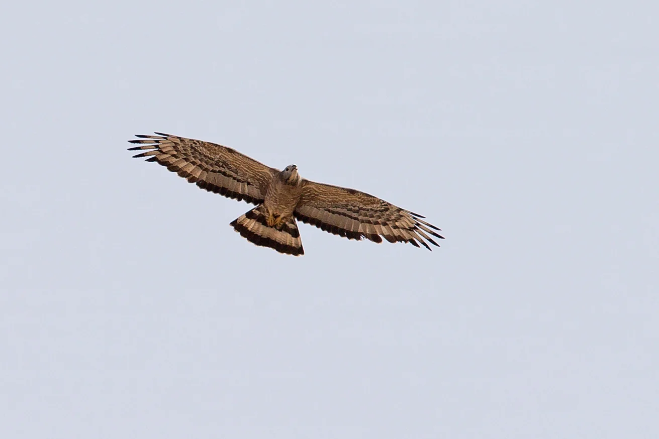 Crested_Honey_Buzzard.jpg