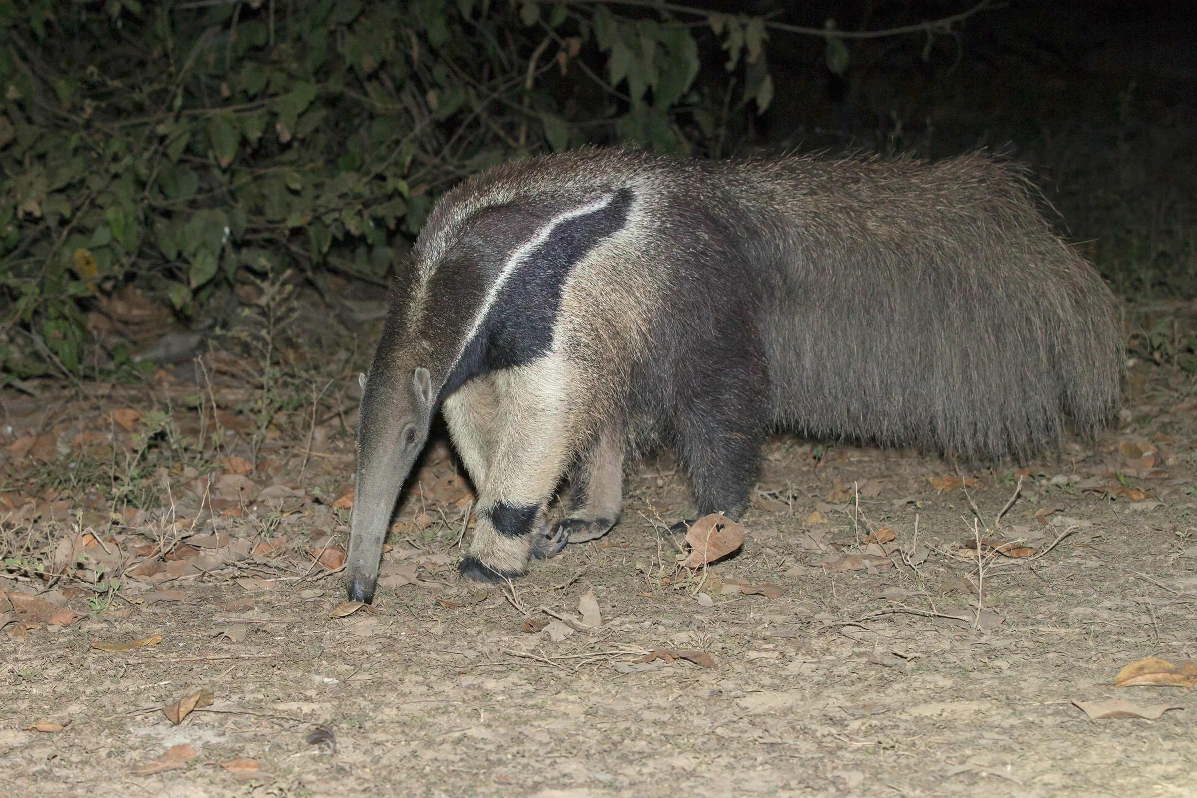 Giant Anteater, Pantanal August 2018