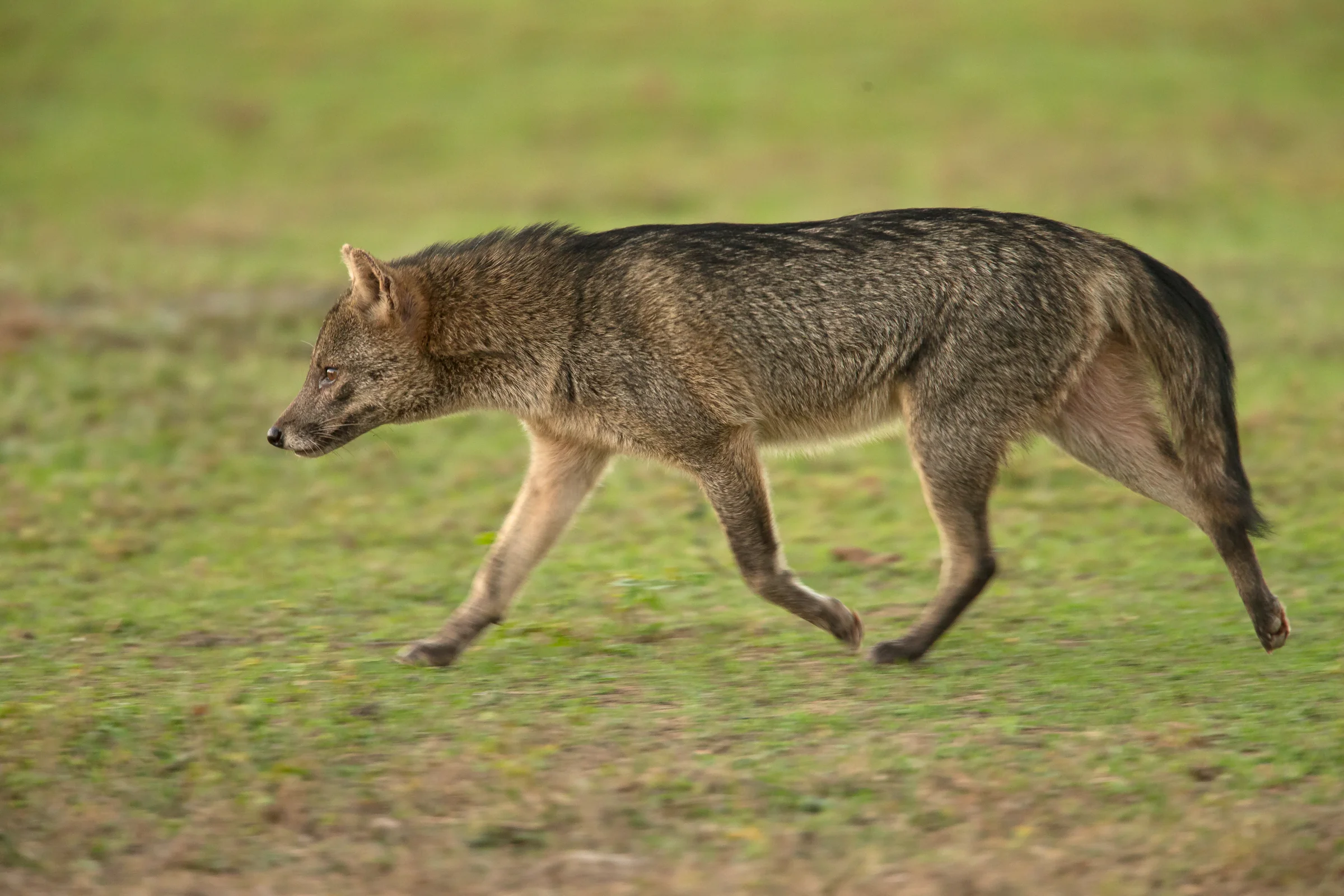 Crab-eating Fox, Pantanal August 2018