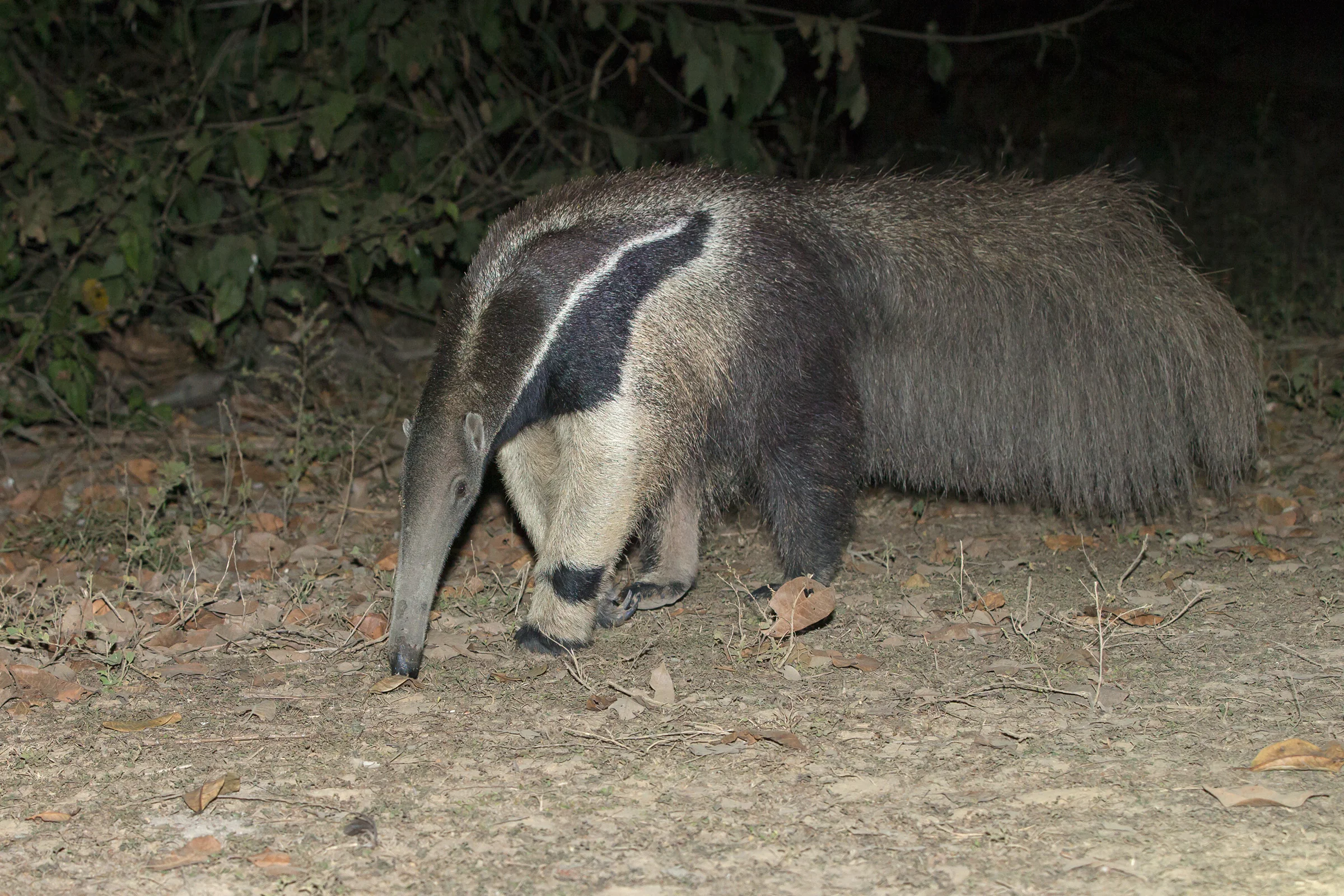 Giant Anteater, Pouso Alegre Lodge