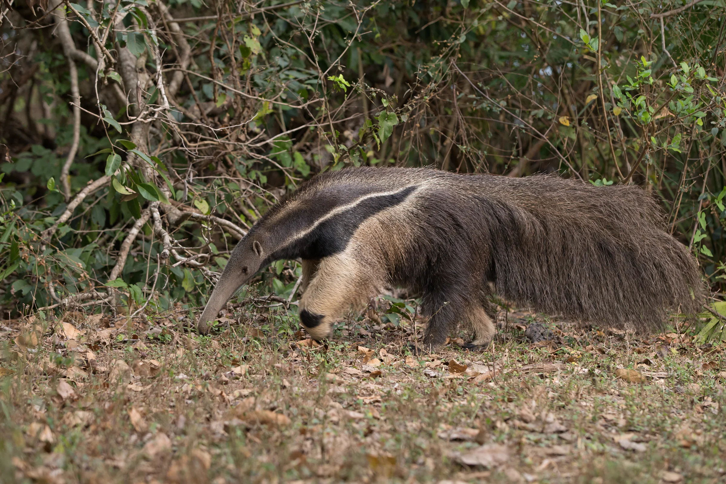 Giant_anteater.jpg