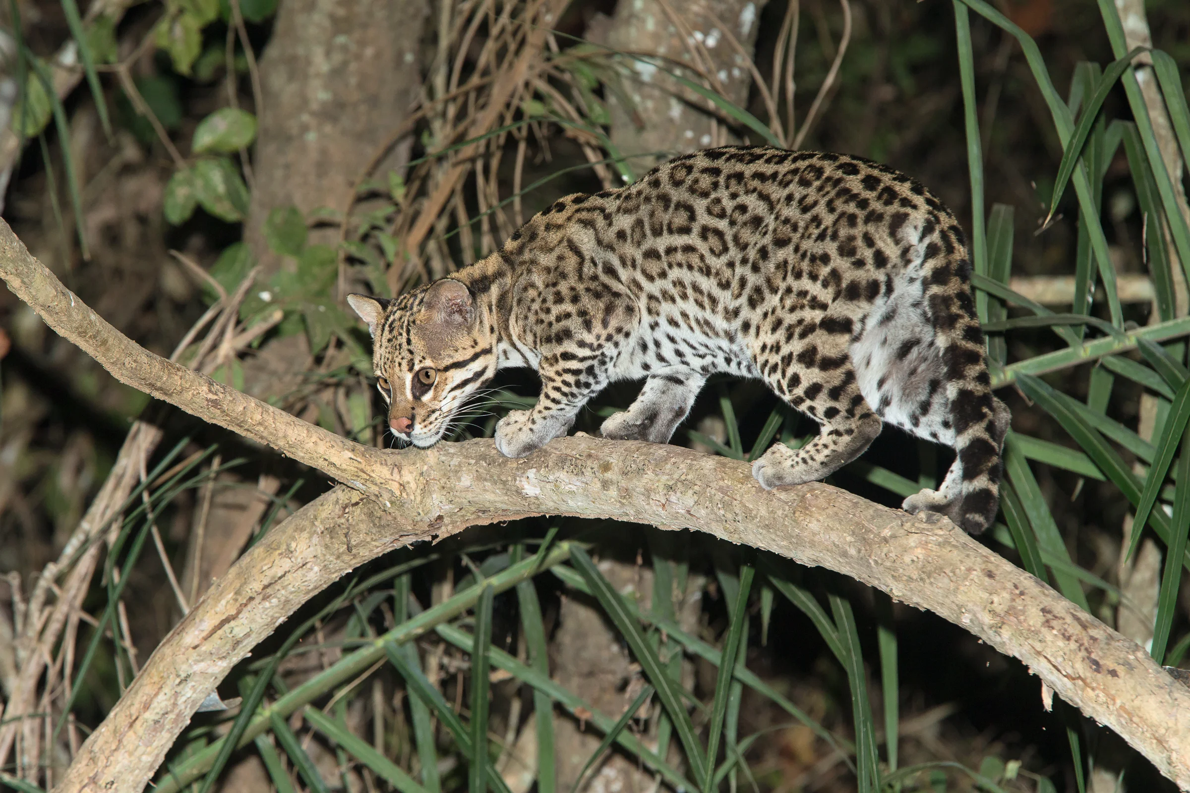 Ocelot, Pantanal August 2018