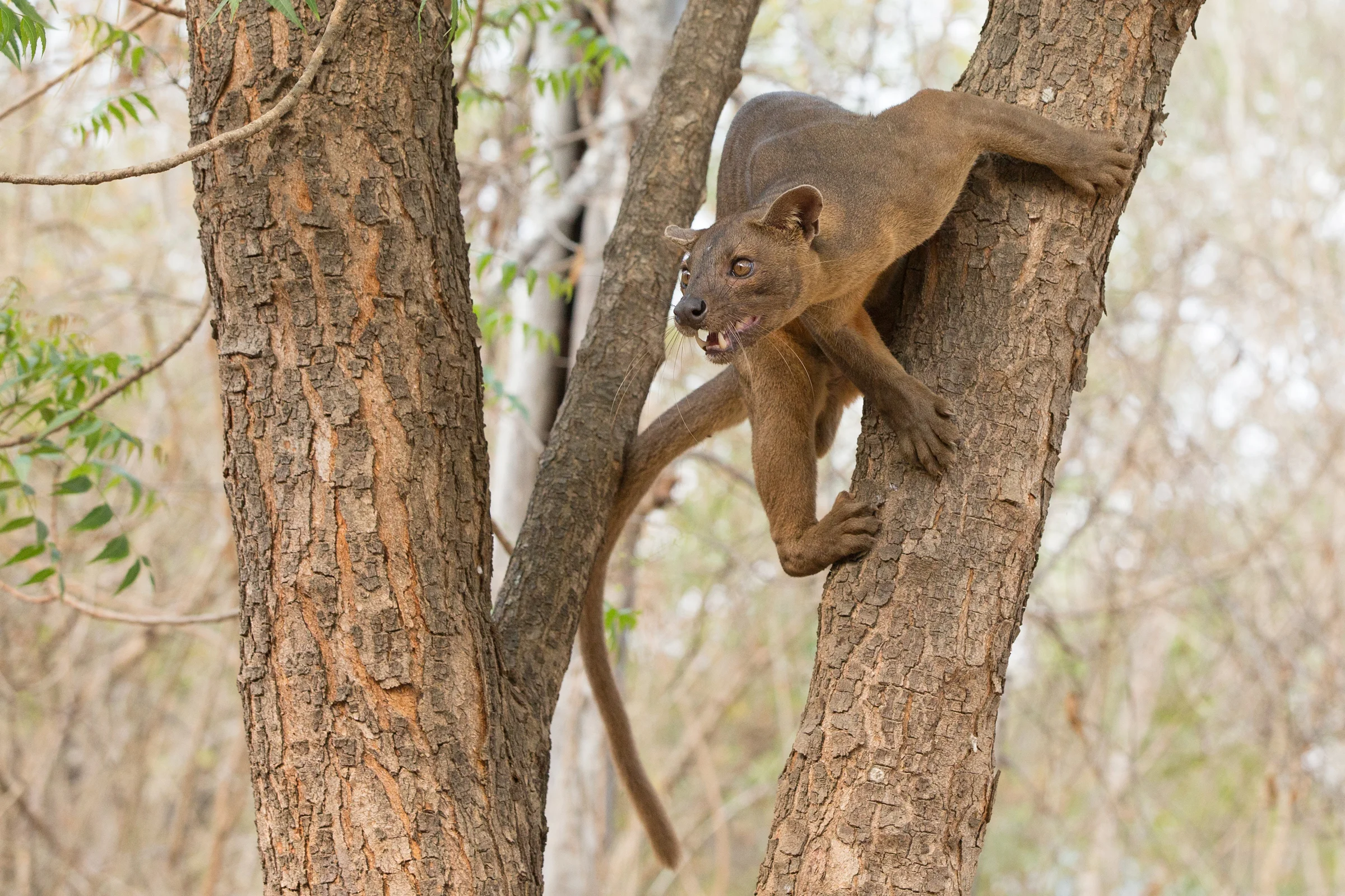 Fosa, Madagascar September 2018