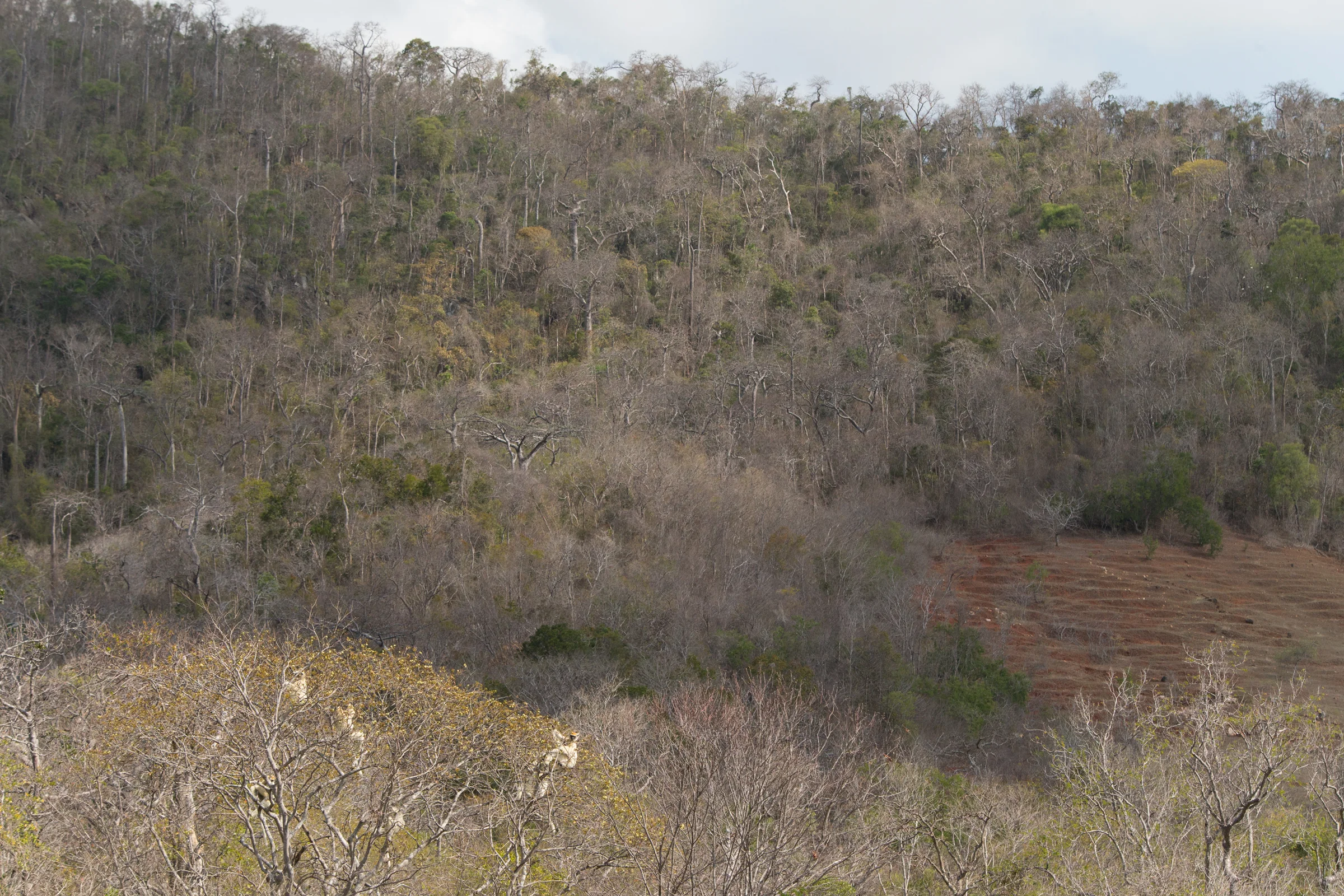 Golden-crowned Sifakas at Tattersalli Camp, Daraina. Over-grazed and eroded cleared hillsides contrasting with pristine dry deciduous forest.