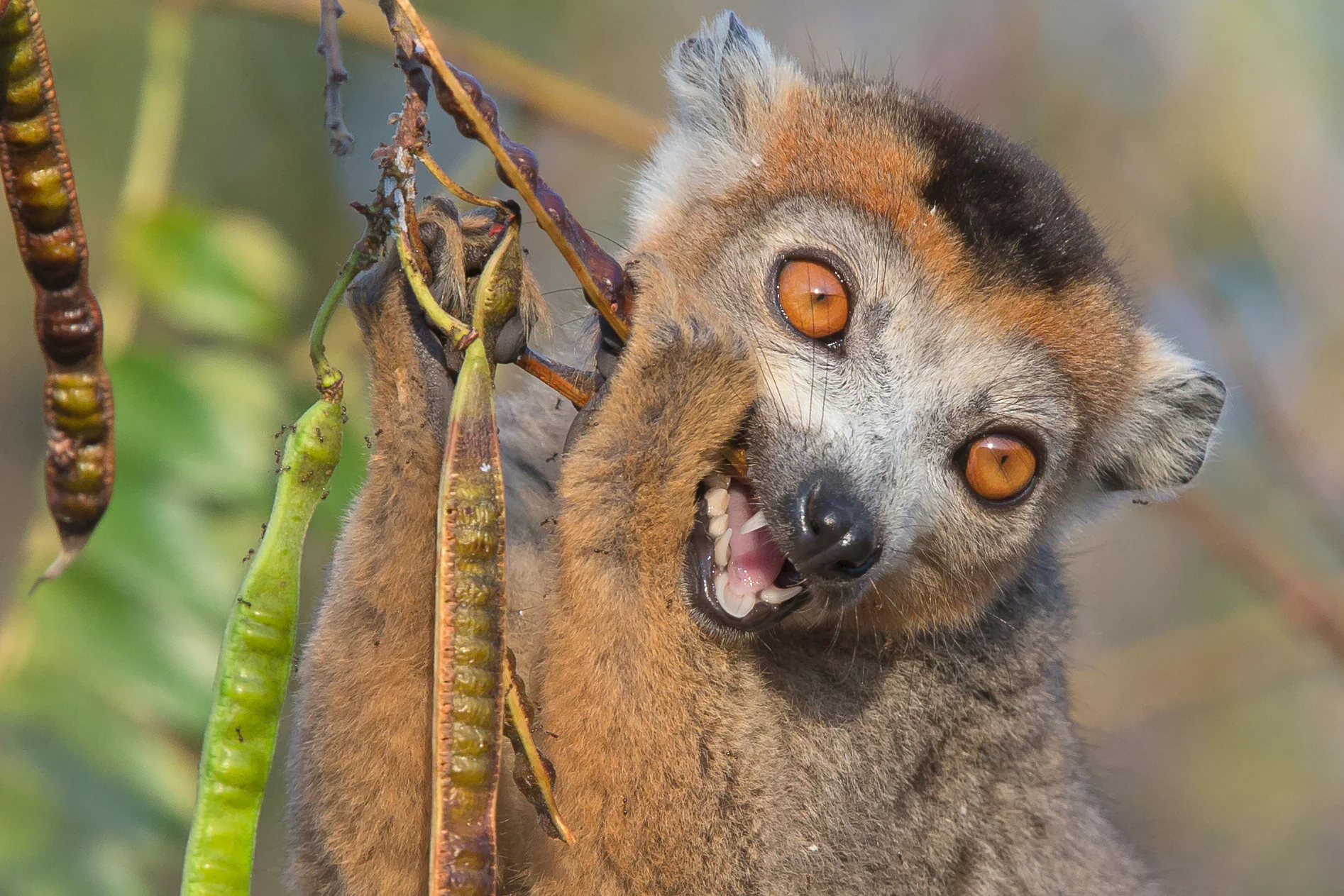 Crowned Lemur, Tattersalli Camp, Daraina