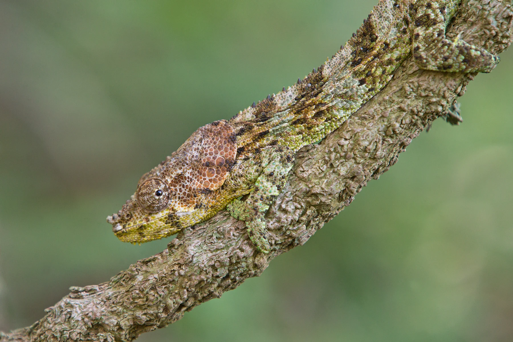 Mount Amber Chameleon, Madagascar September 2018