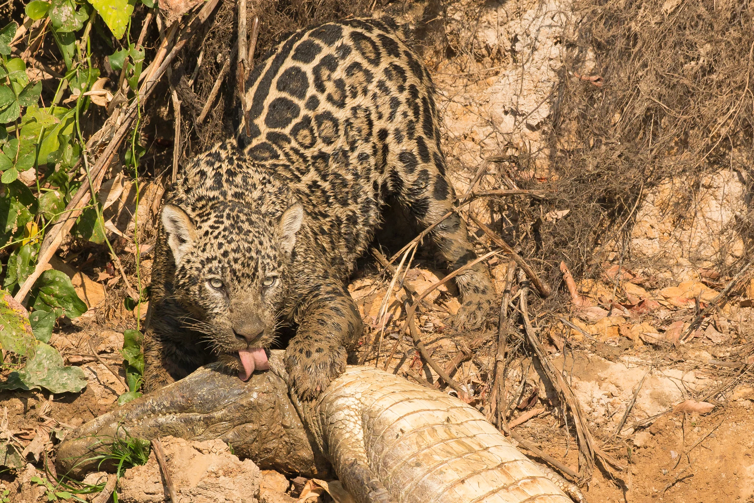 Jaguar and caiman, Brazil August 2016