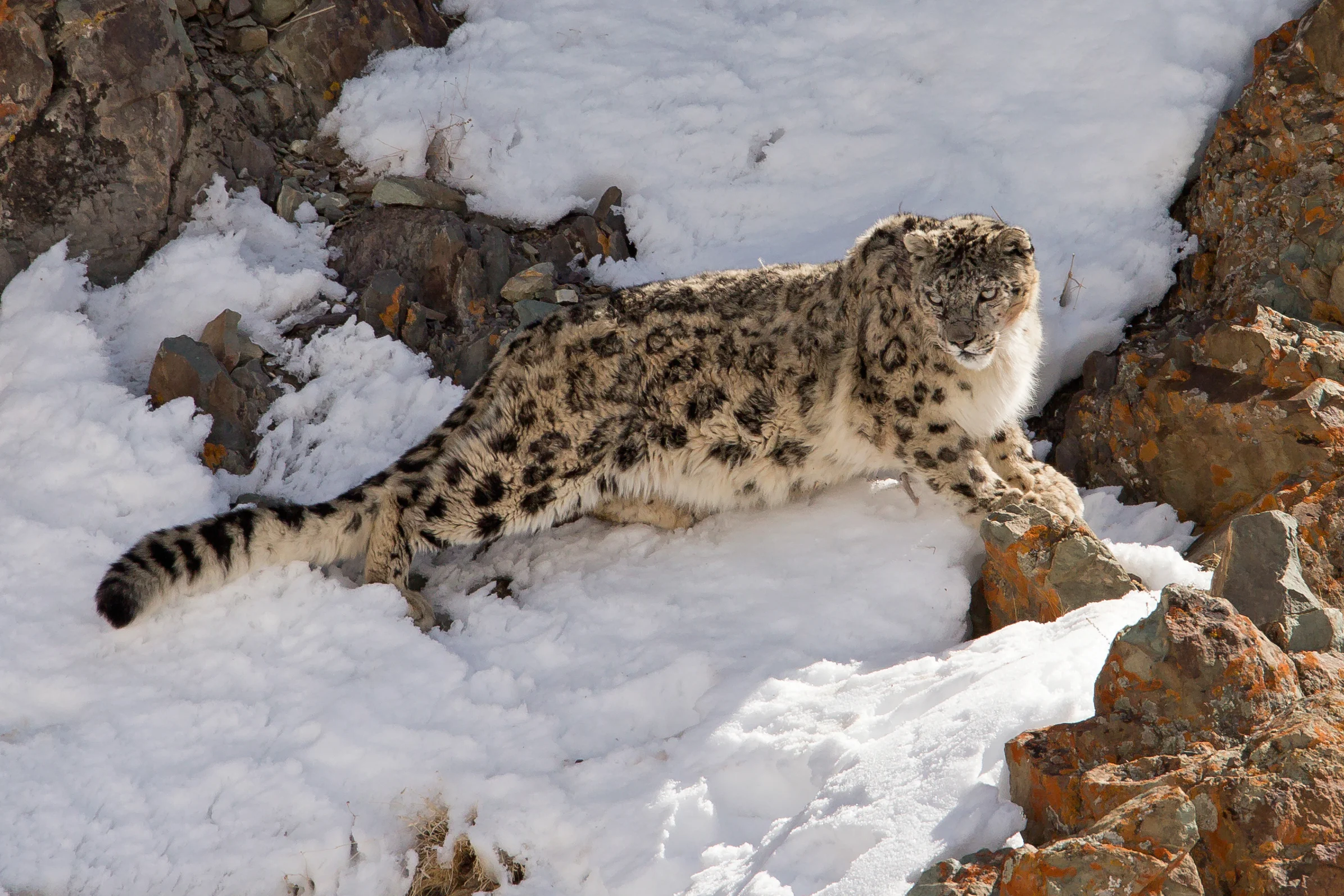 Snow Leopard, Ladakh March 2017