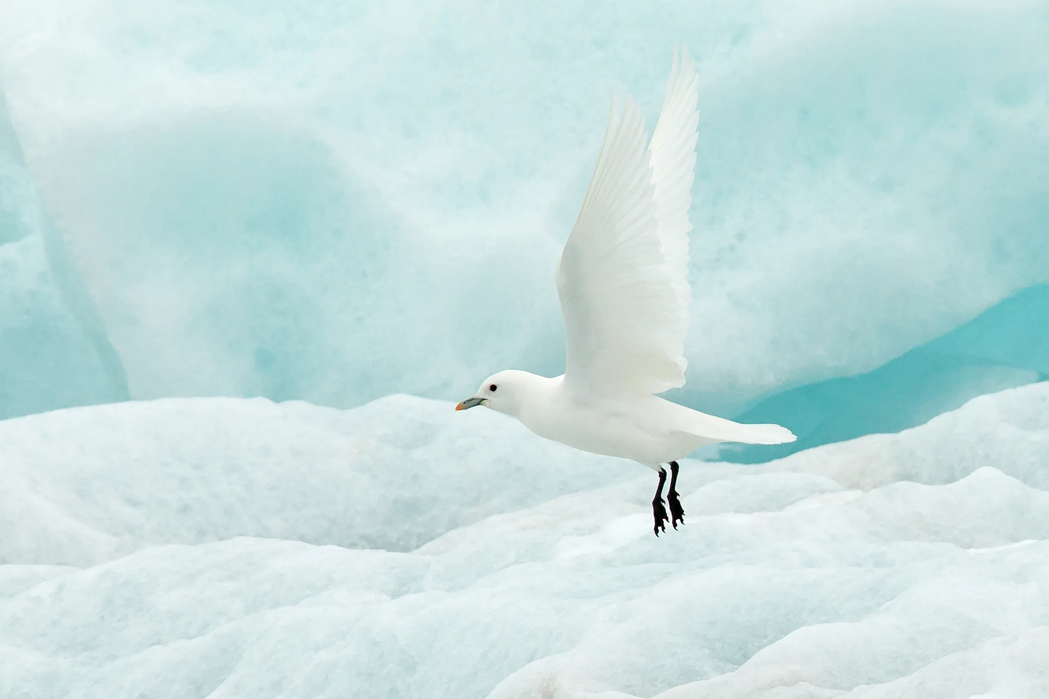 Ivory Gull, Svalbard 2018