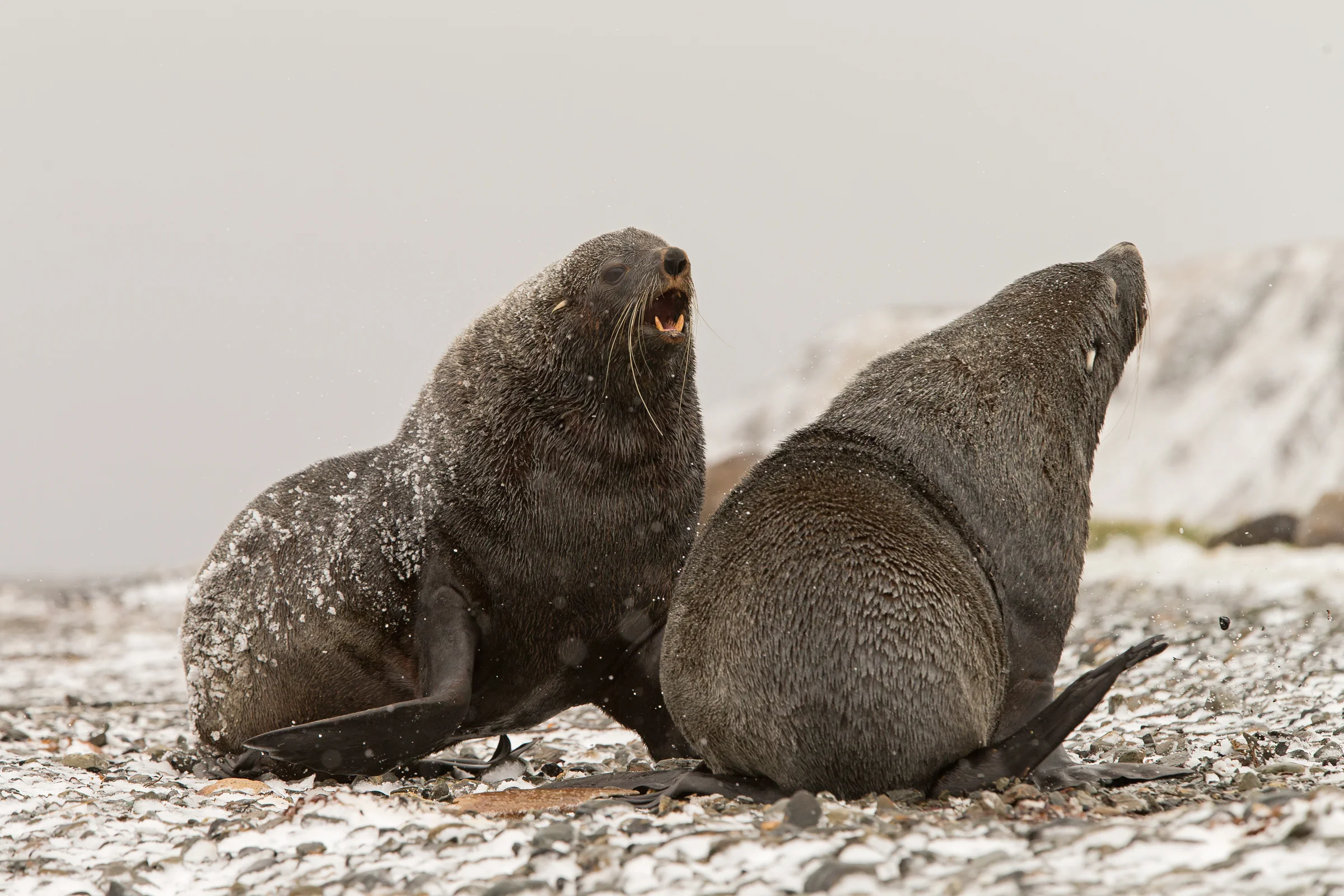 Antarctic Fur Seals, Grytviken, South Georgia November 2018