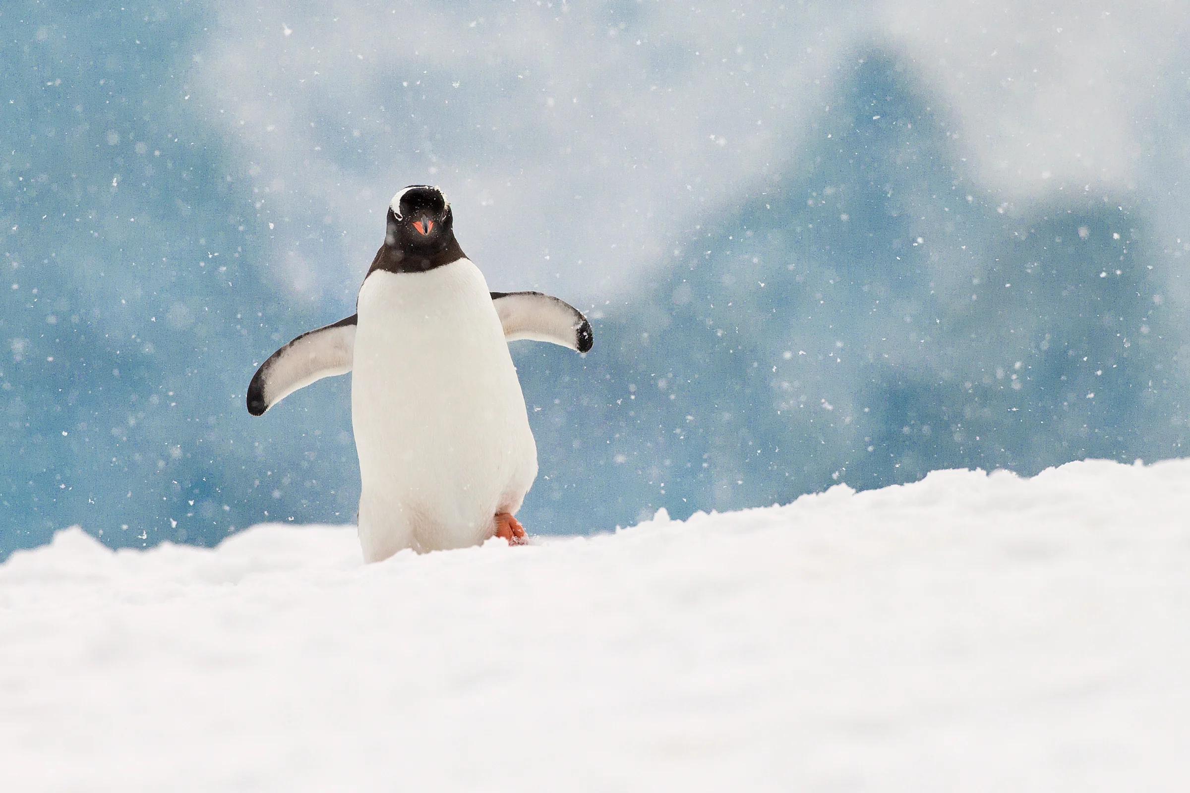 Gentoo Penguin, Neko Harbour, Antarctic Peninsula