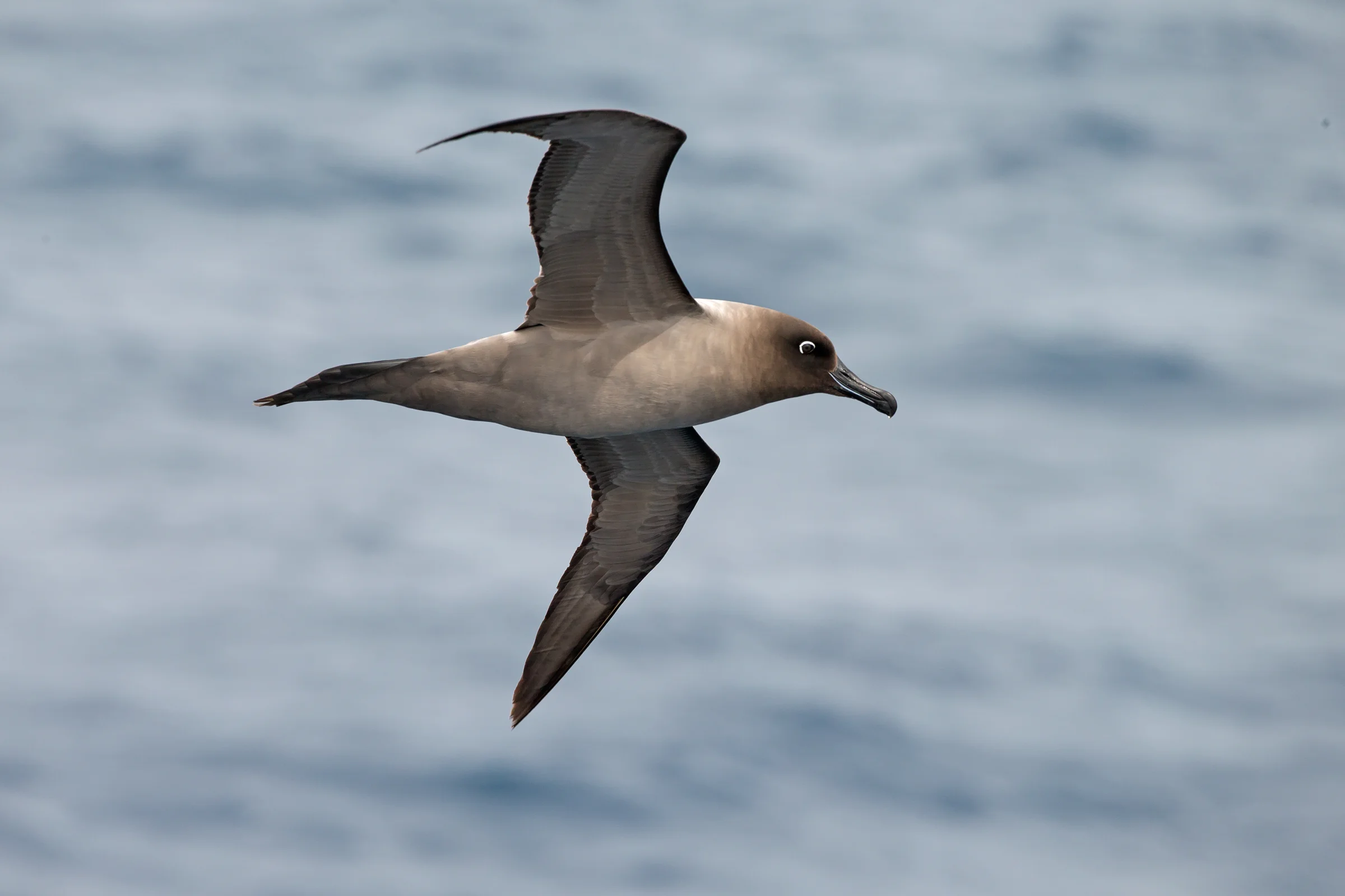 Light-mantled Sooty Albatross, at sea west of South Georgia November 2018