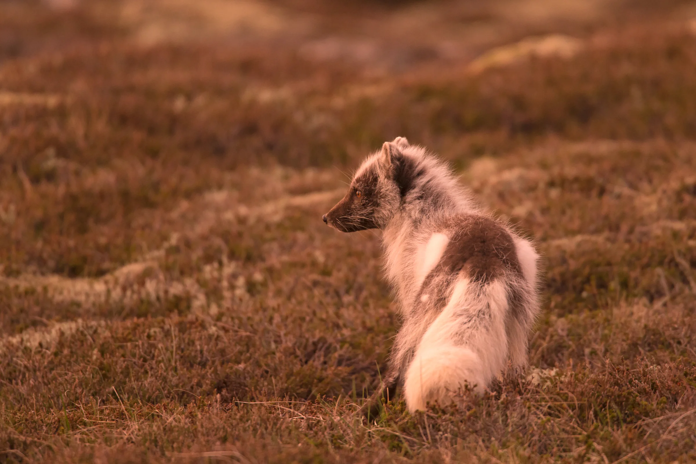 An Arctic Fox in midnight sun in western Iceland
