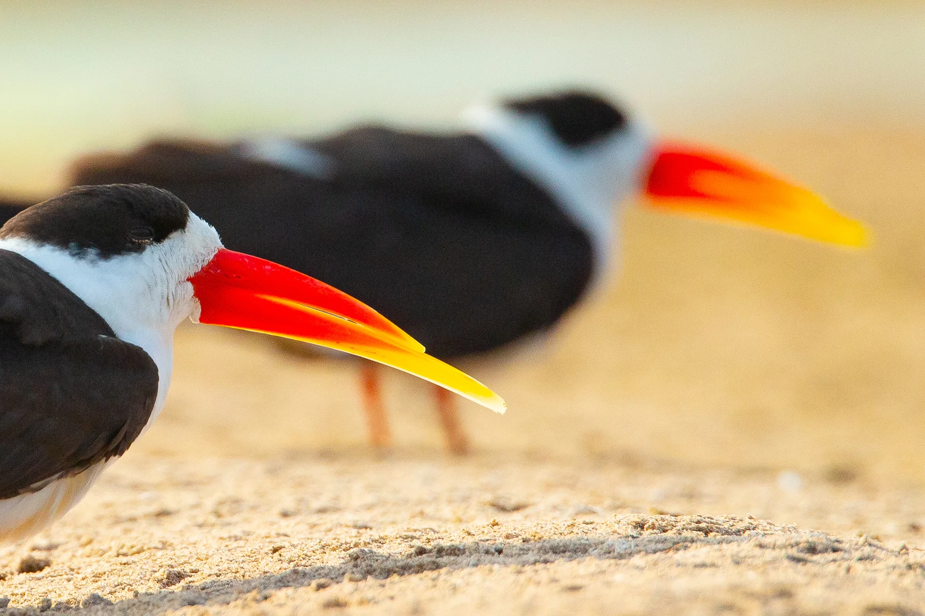 Indian Skimmer, Chambal Sanctuary March 2019