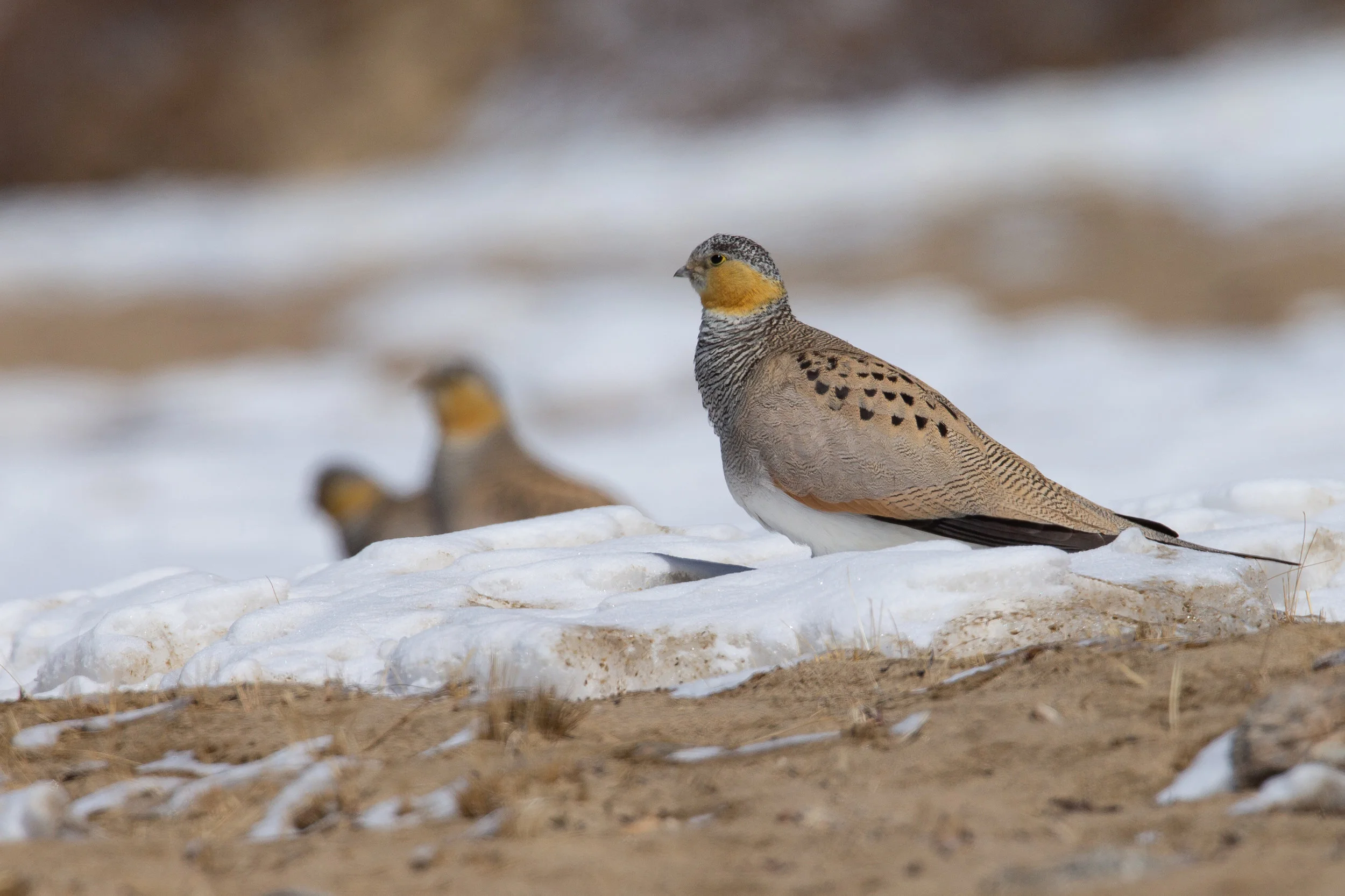 Tibetan Sandgrouse, Ladakh March 2019
