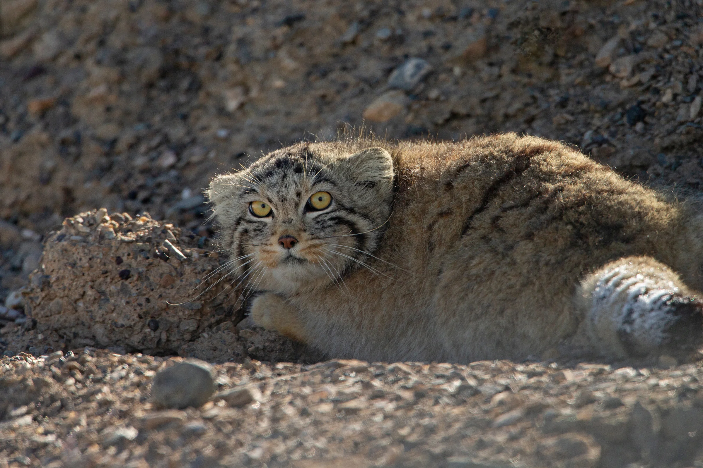 Pallas’s Cat, Tso Kar.