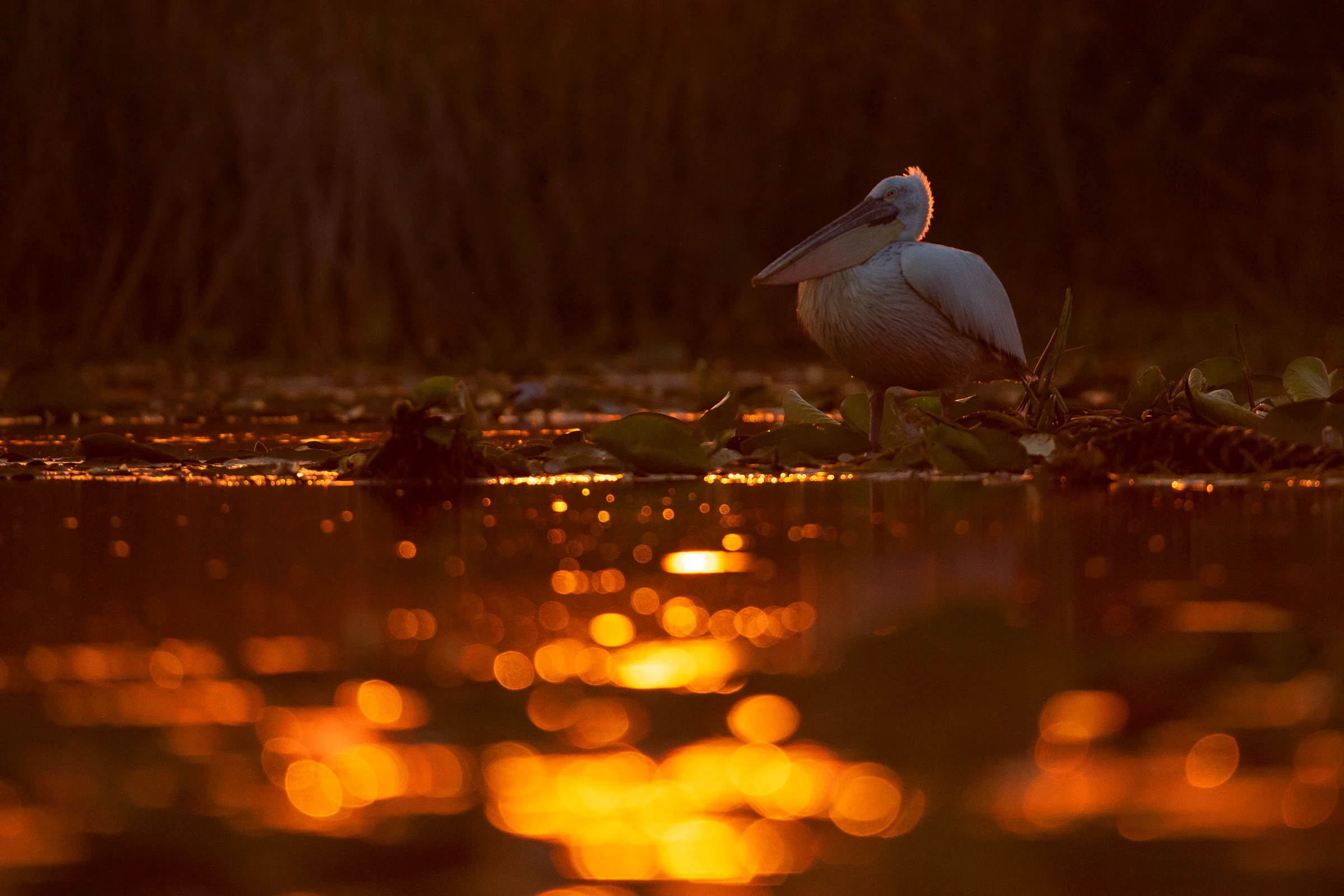 Dalmatian Pelican, Romania April 2019
