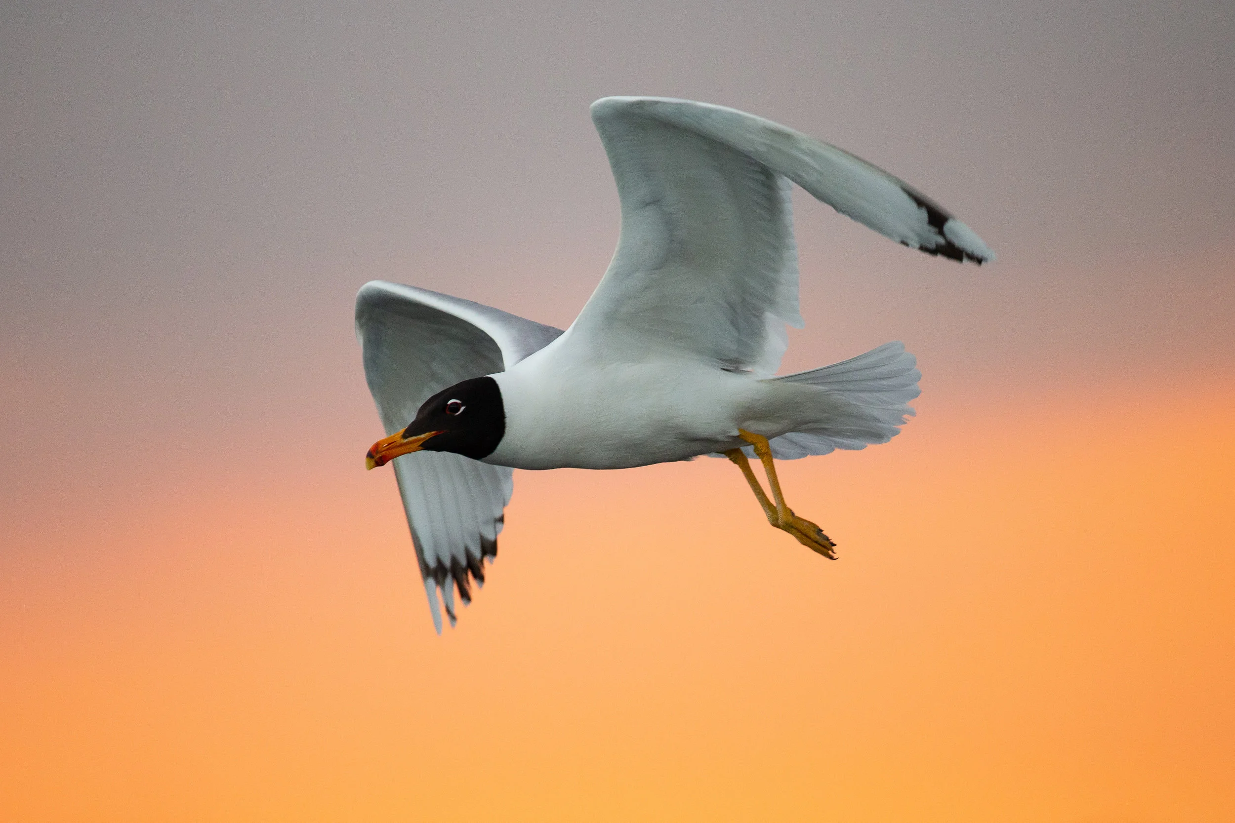 Pallas's Gull.jpg