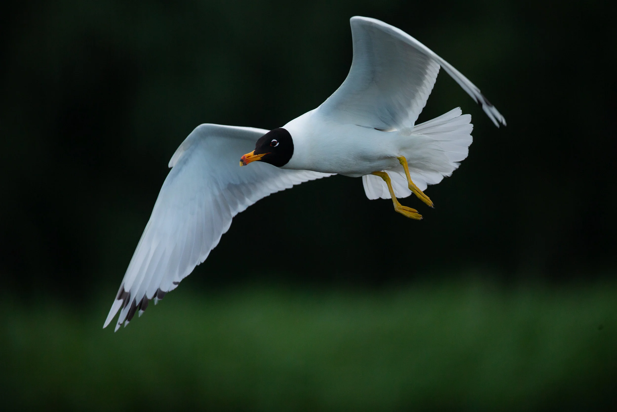 Pallas's Gull.jpg
