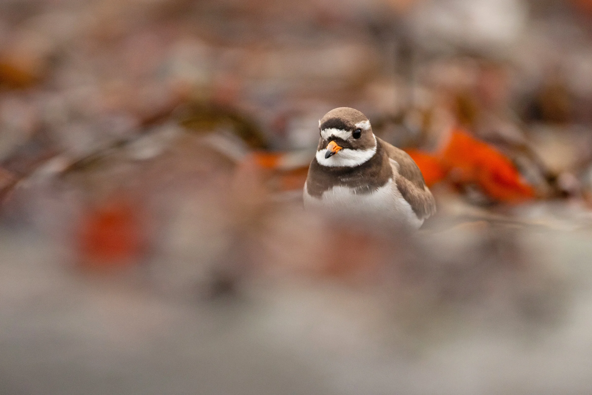 Common Ringed Plover, Iceland June 2019
