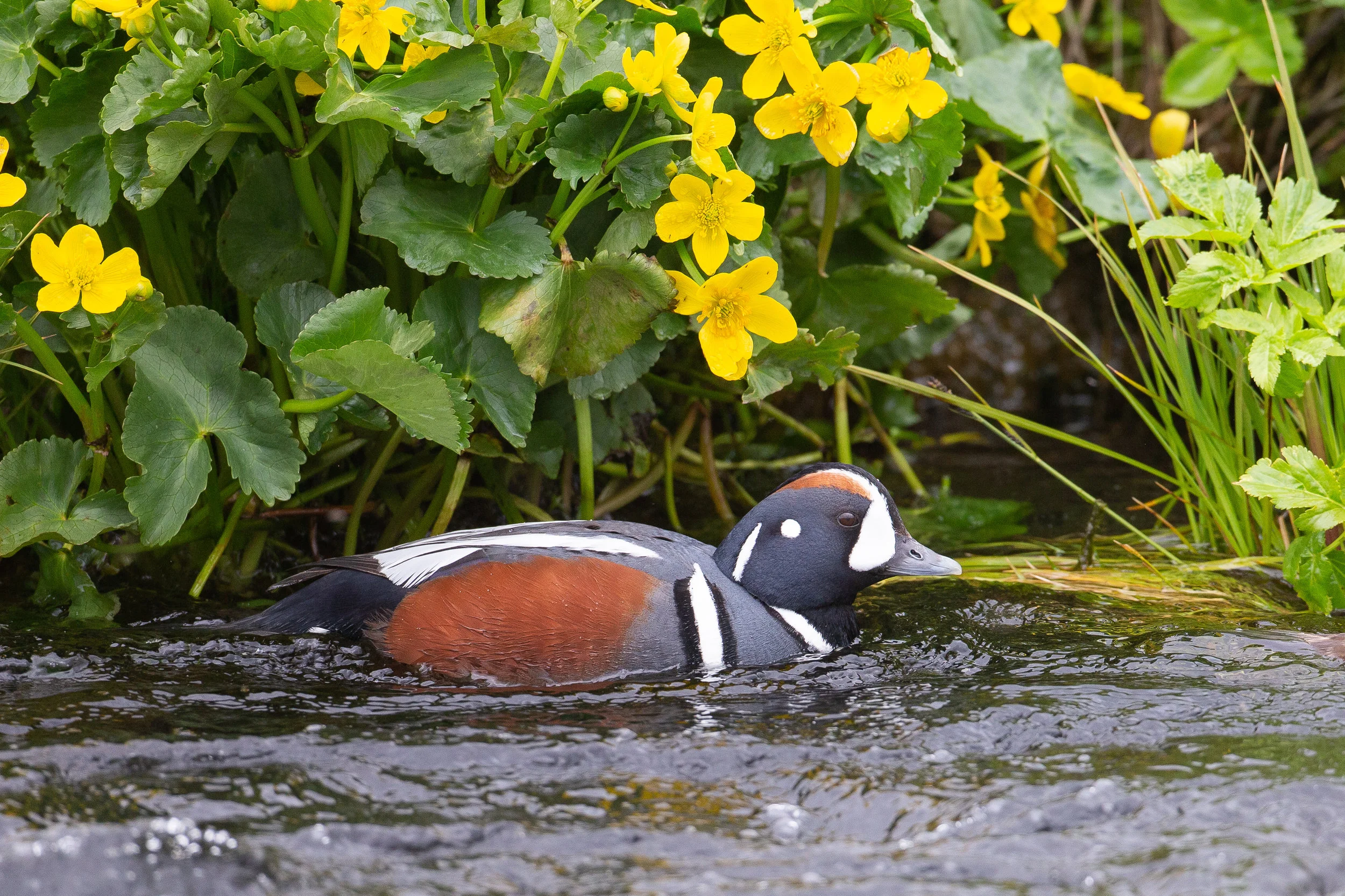 Harlequin Duck, Iceland June 2019