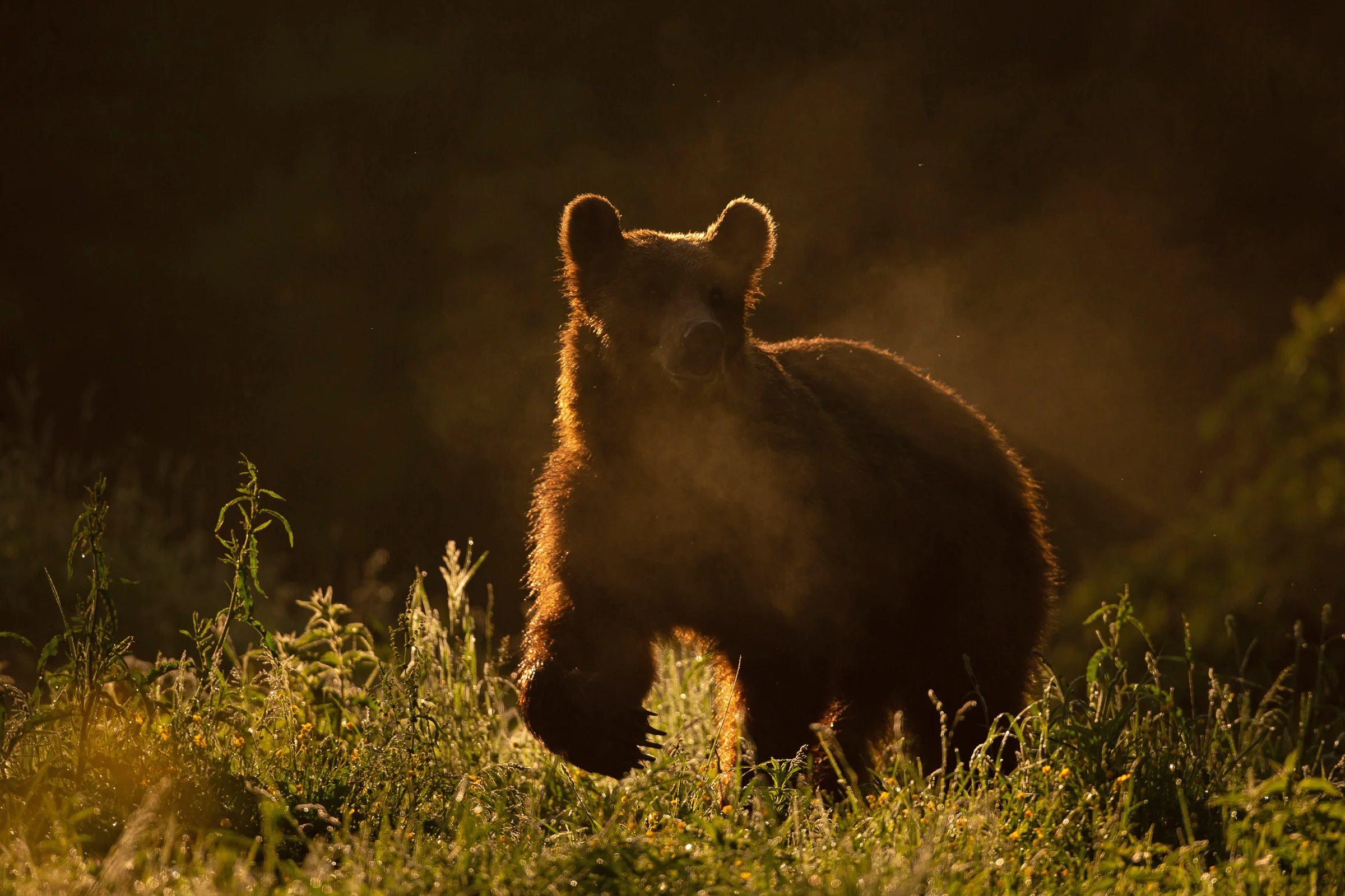 brown_bear.jpg