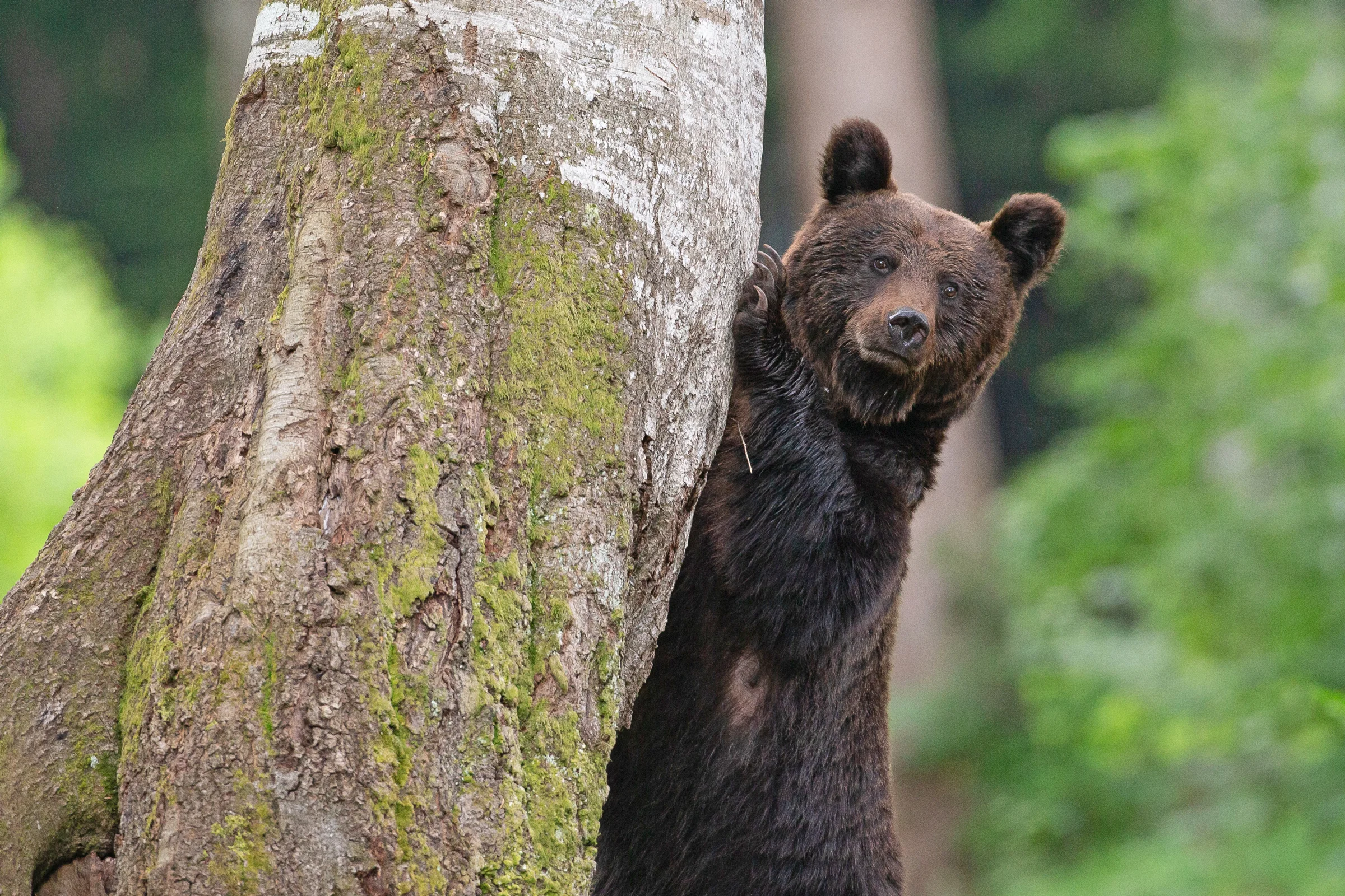 brownbear.jpg