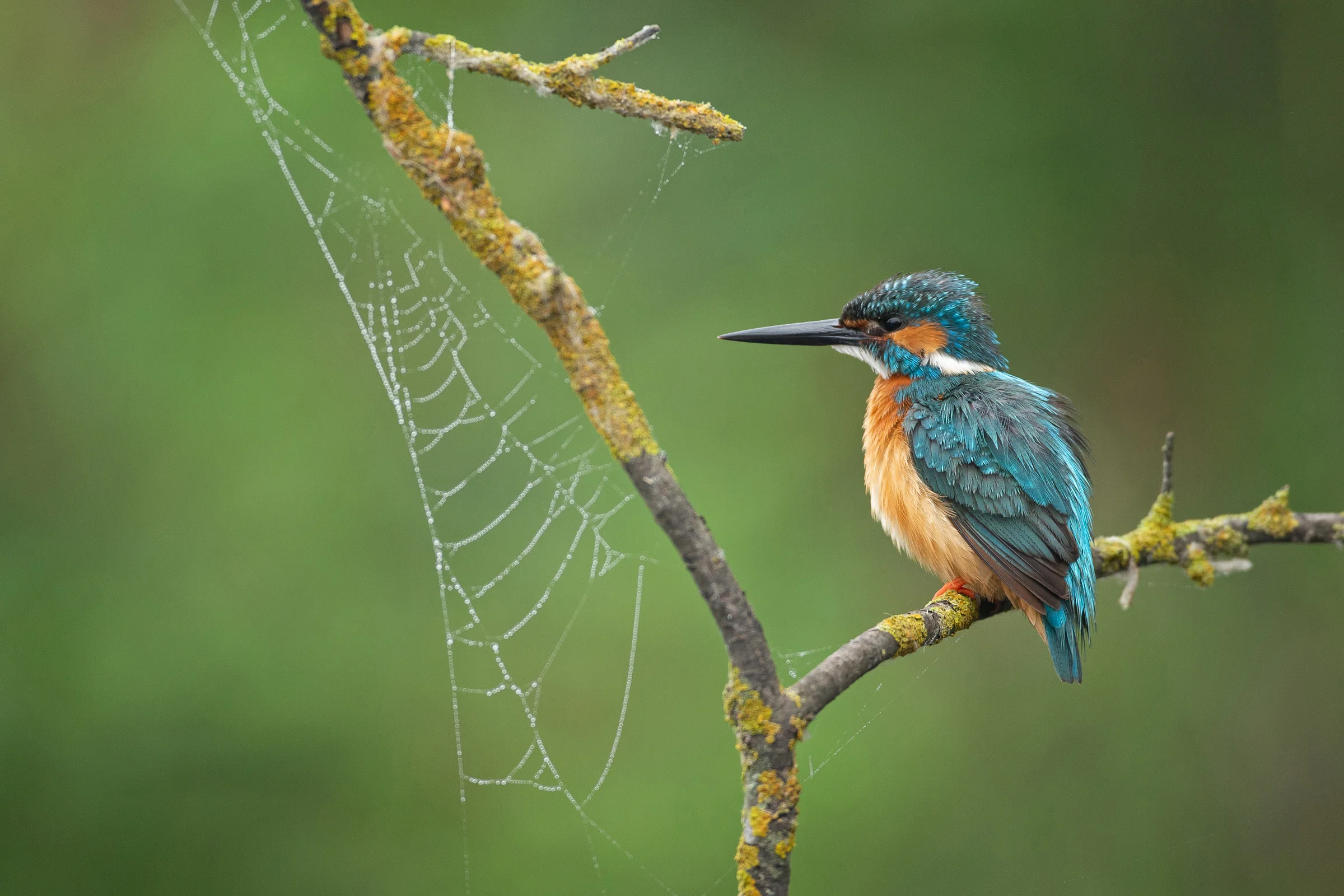 Common Kingfisher