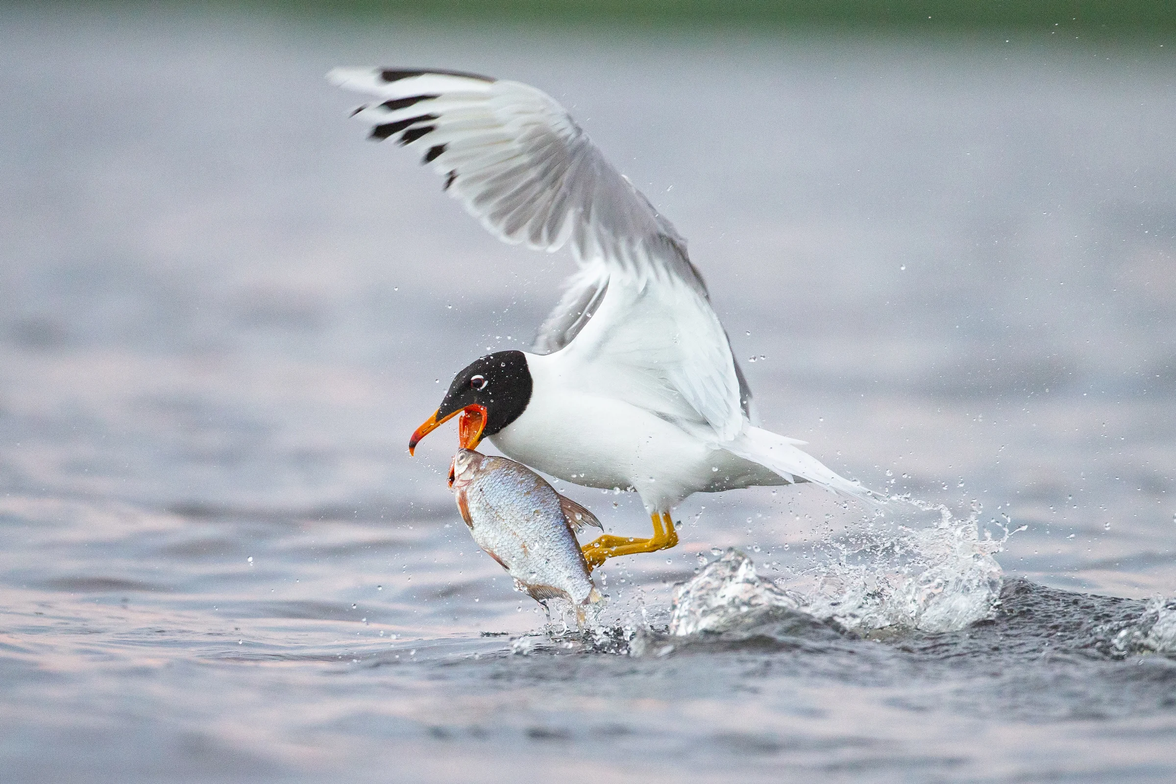 Pallas’s Gull is a fish eating gull that usually avoids rubbish tips!