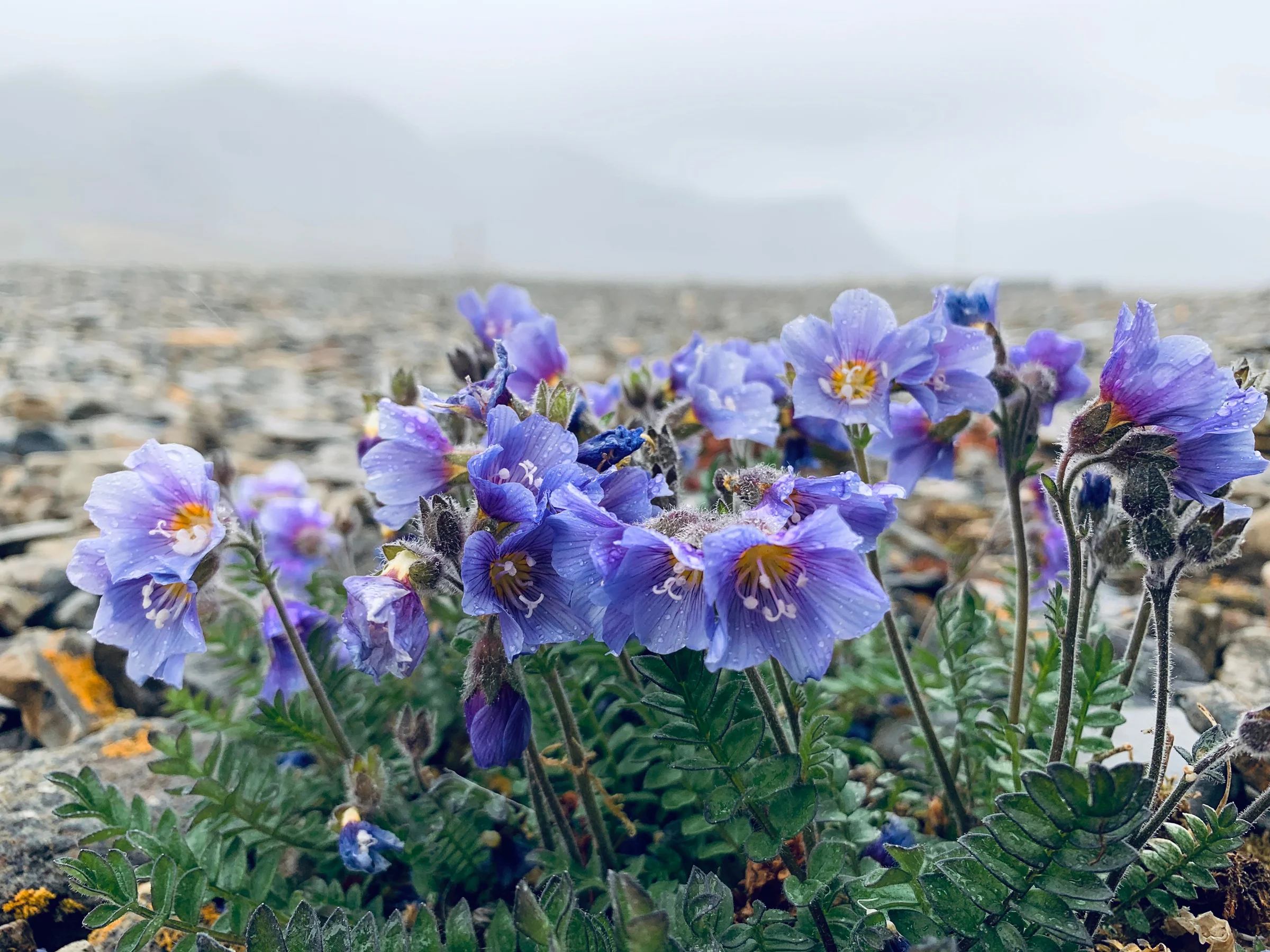 Boreal Jacob's Ladder, Svalbard July 2019