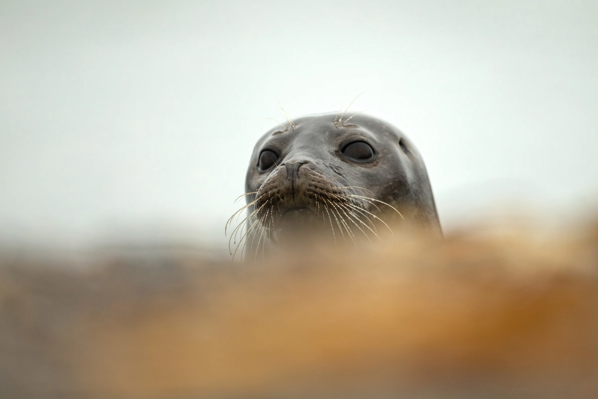 Harbour Seal, Svalbard July 2019