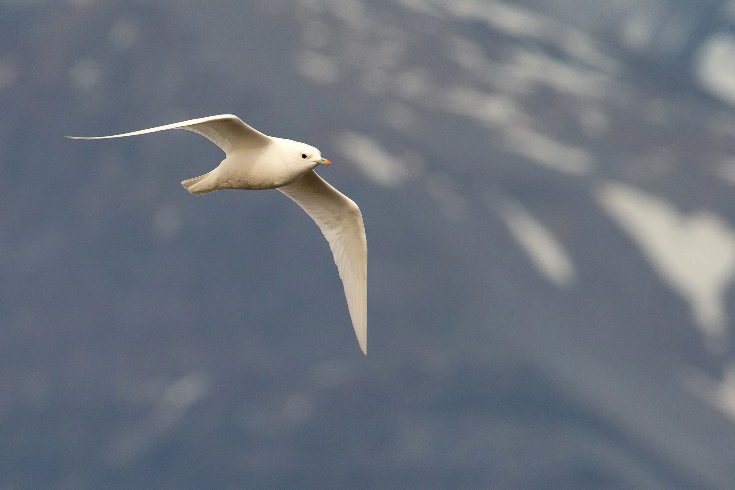 Ivory Gull, Svalbard July 2019