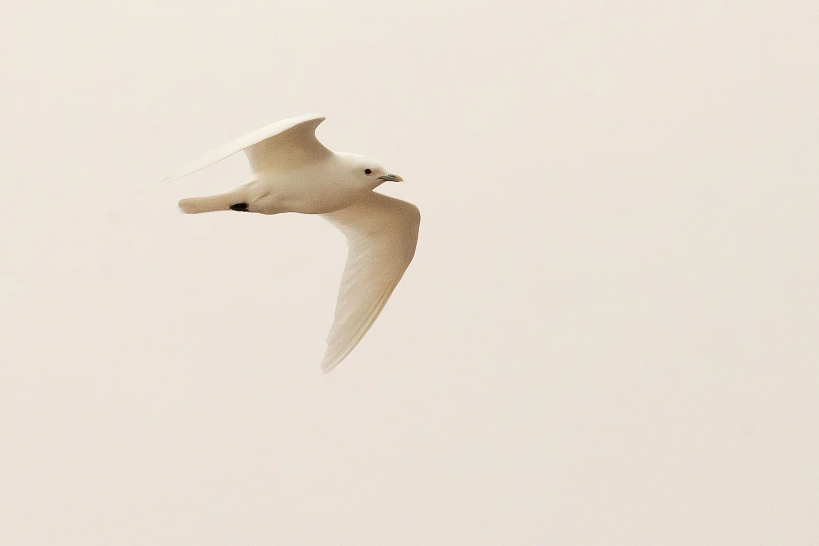Ivory Gull, Nordenskjöldbreen (Mike Watson)
