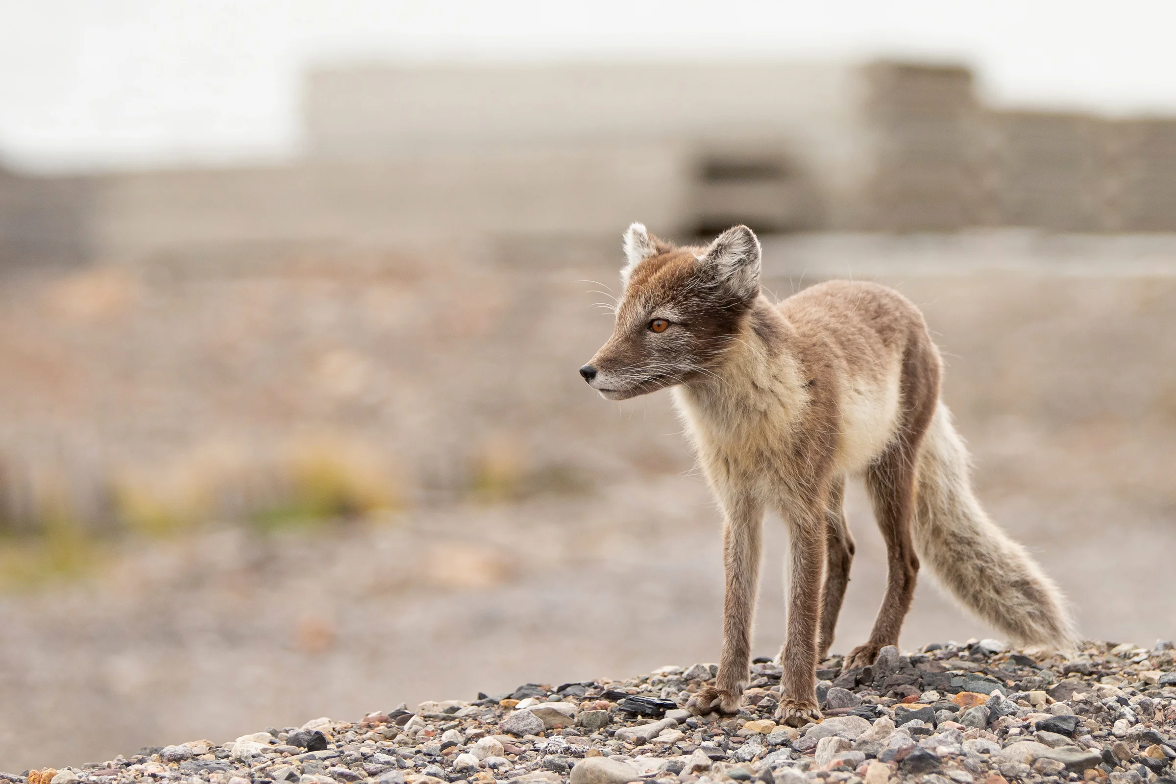 Arctic Fox, Pyramiden (Mike Watson).