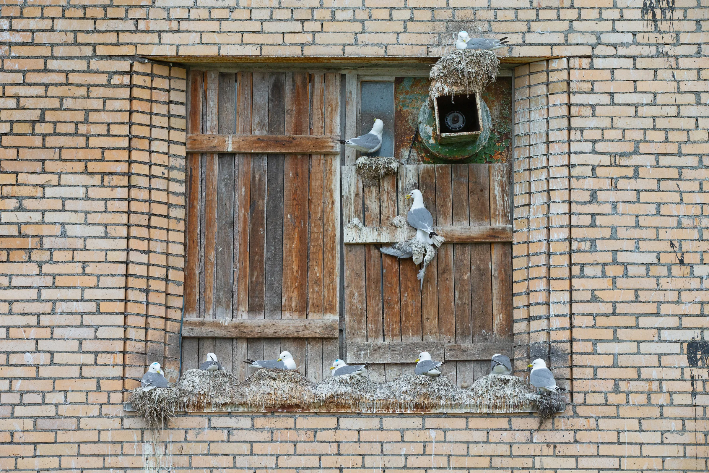 Kittiwakes on the workers’ accommodation building (Mike Watson).